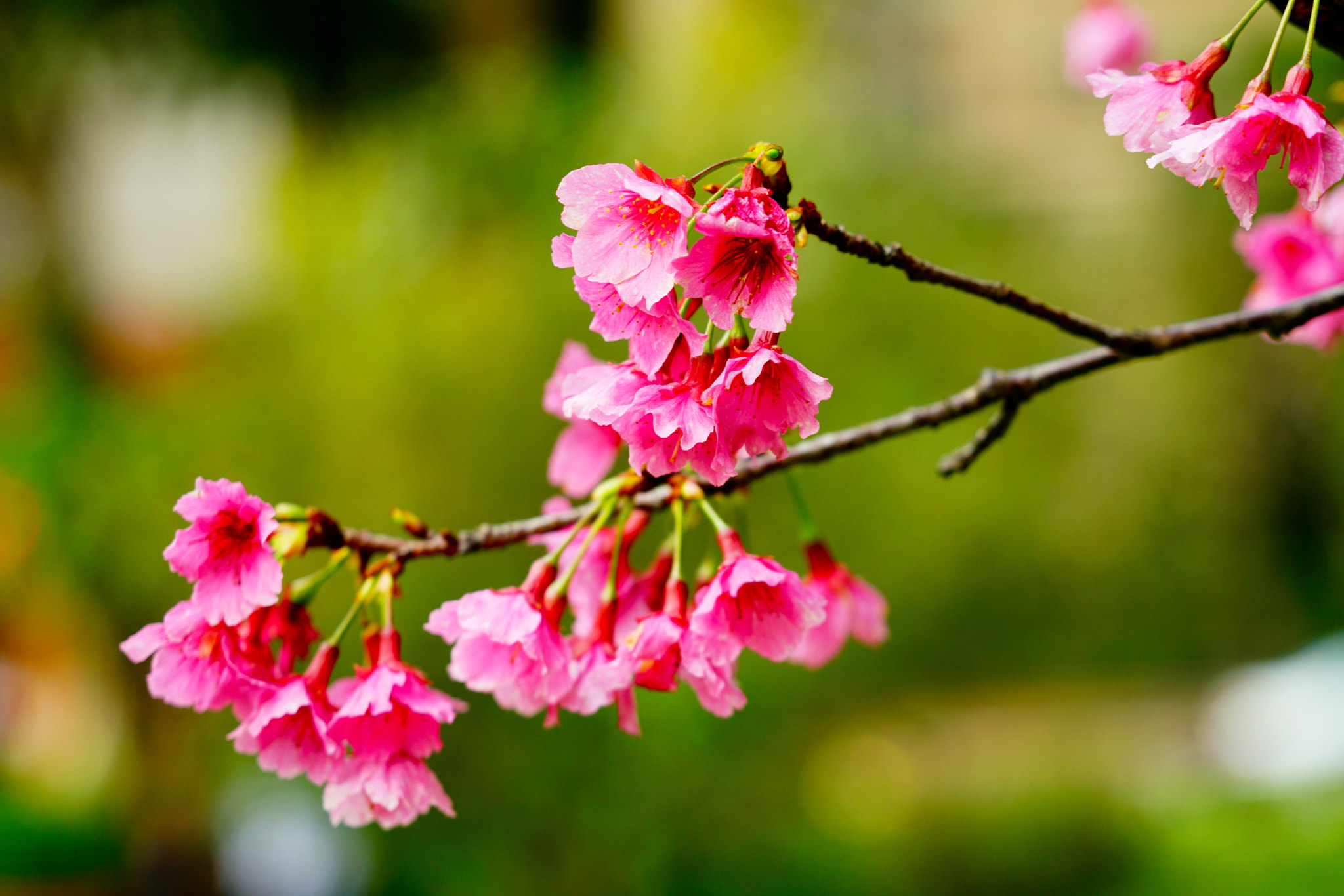 Sony FE 24-240mm F3.5-6.3 OSS sample photo. Bloom photography
