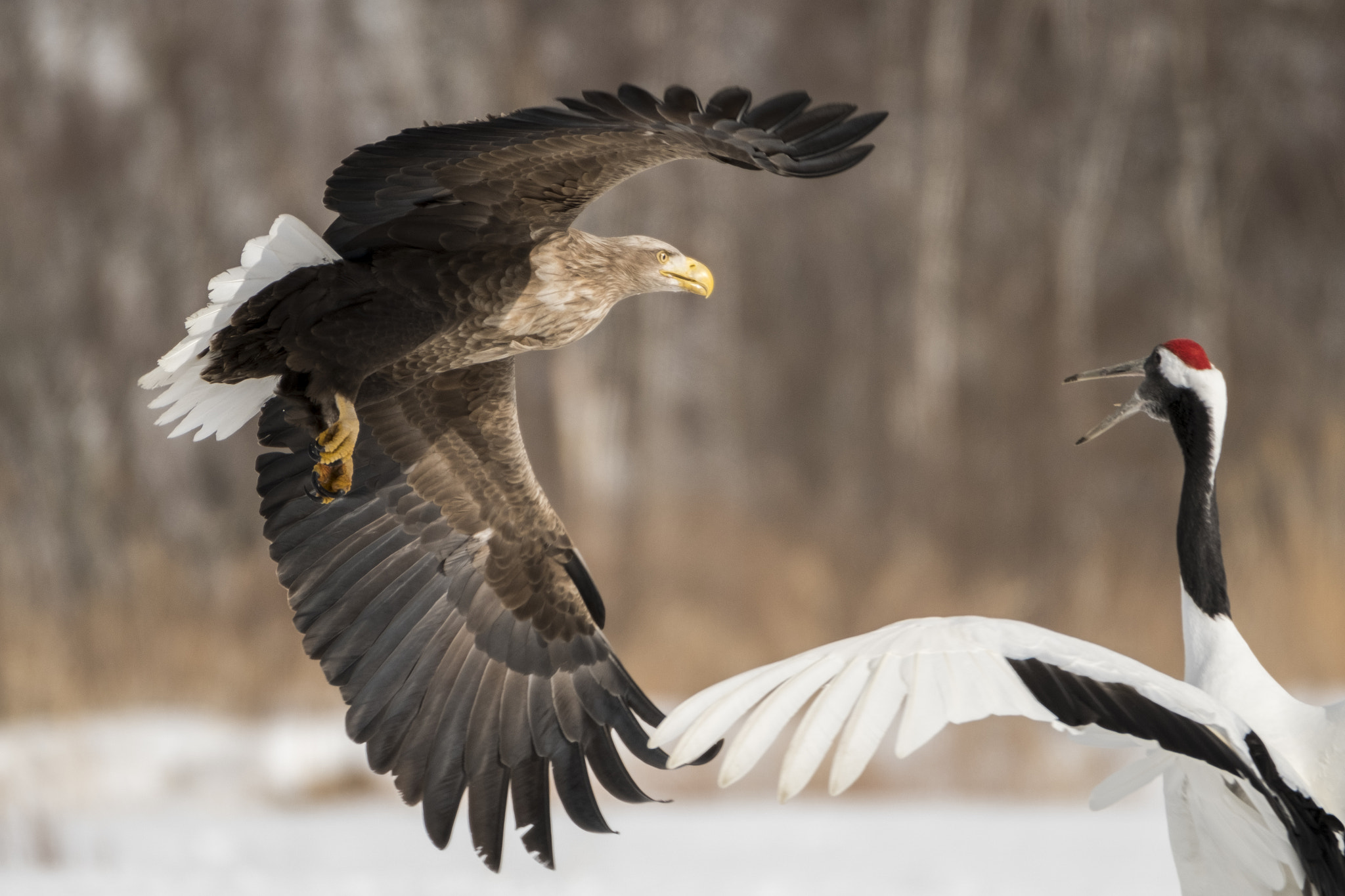 Fujifilm X-T2 + XF100-400mmF4.5-5.6 R LM OIS WR + 1.4x sample photo. Confronting 2 photography