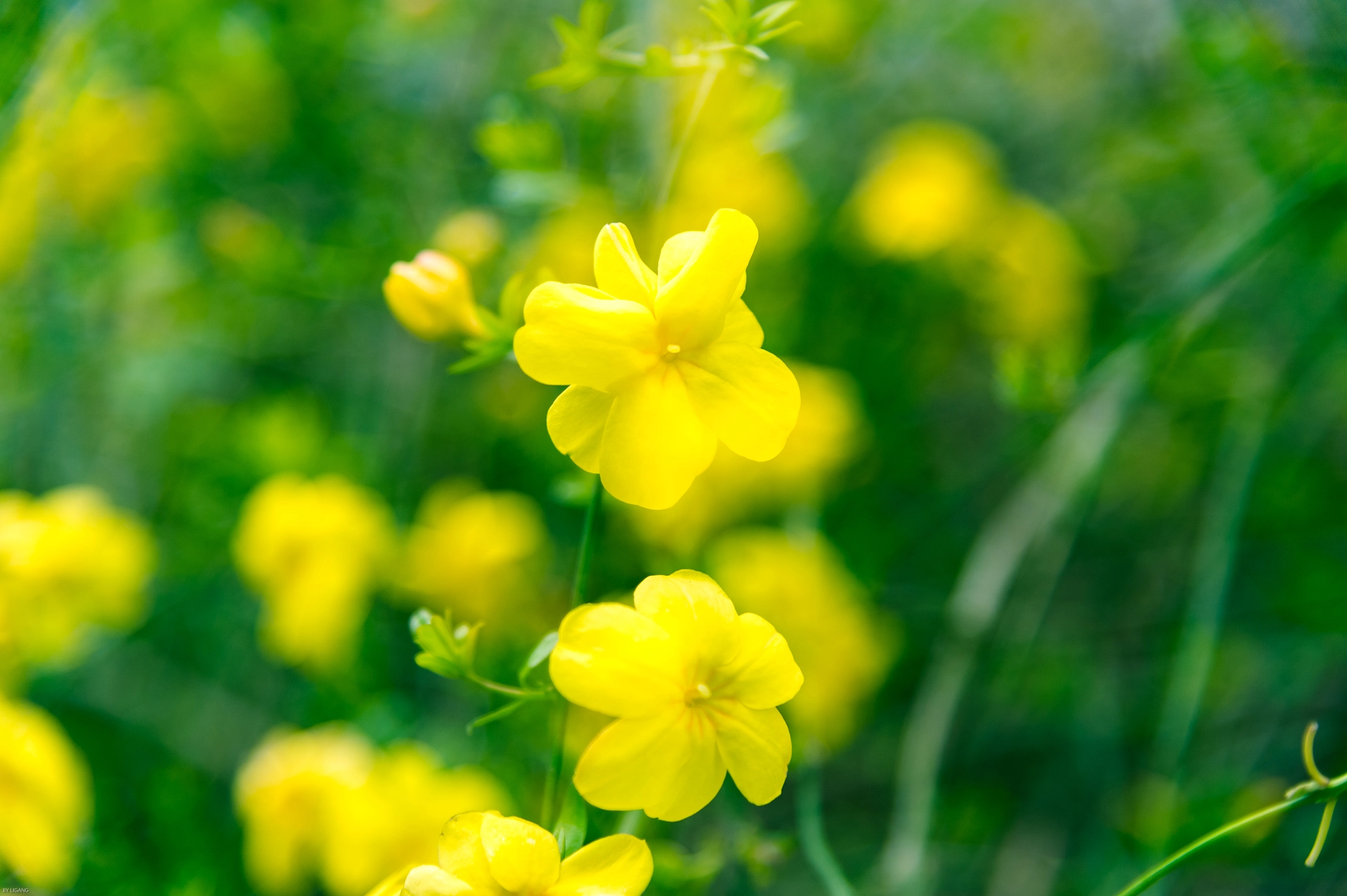 Nikon AF-S Nikkor 24-120mm F4G ED VR sample photo. 迎春花 photography
