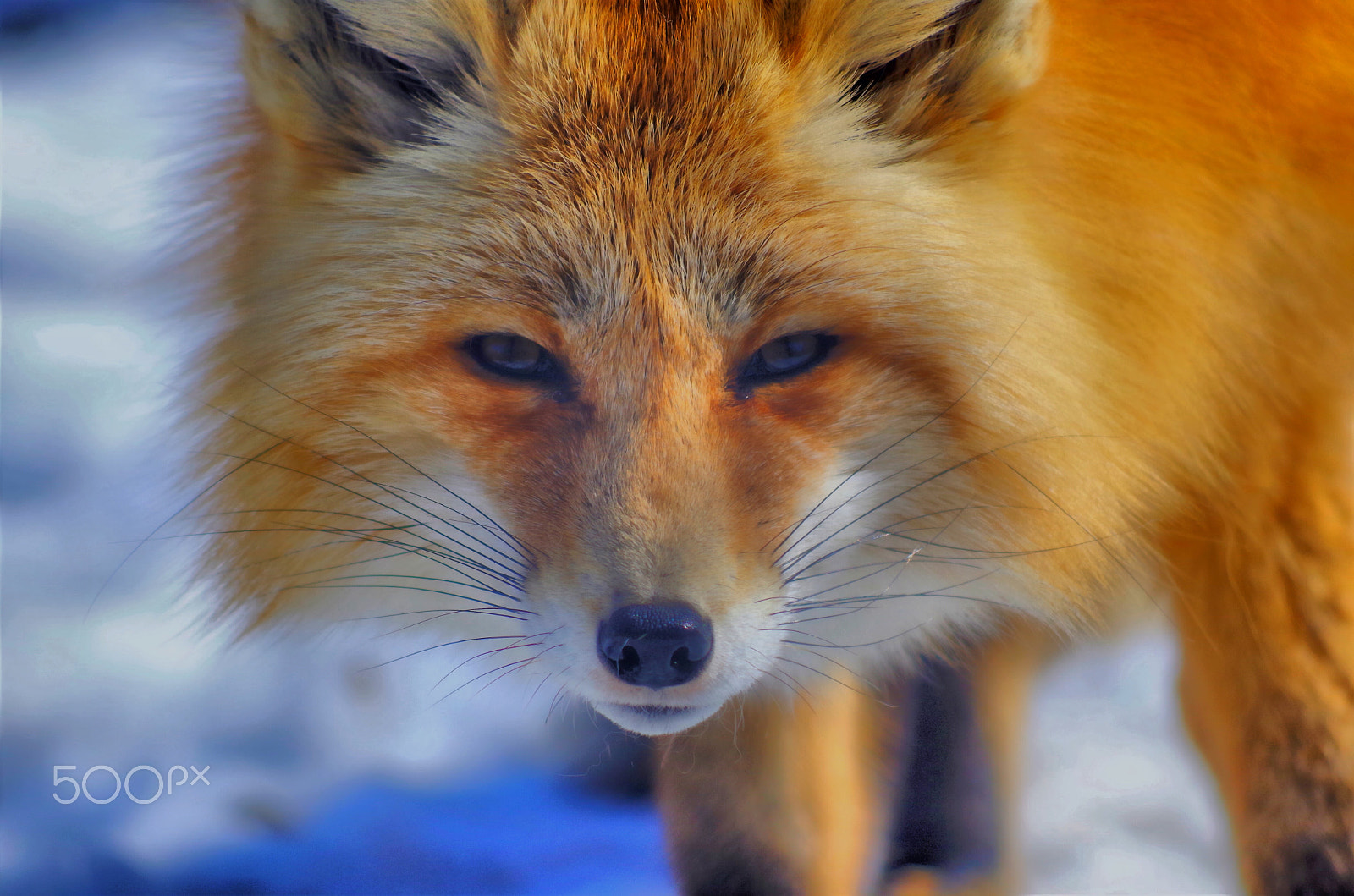 smc PENTAX-DA L 55-300mm F4-5.8 ED sample photo. Wild photography