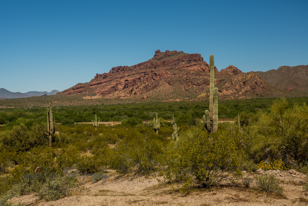 Olympus OM-D E-M5 II sample photo. Mount mcdowell photography