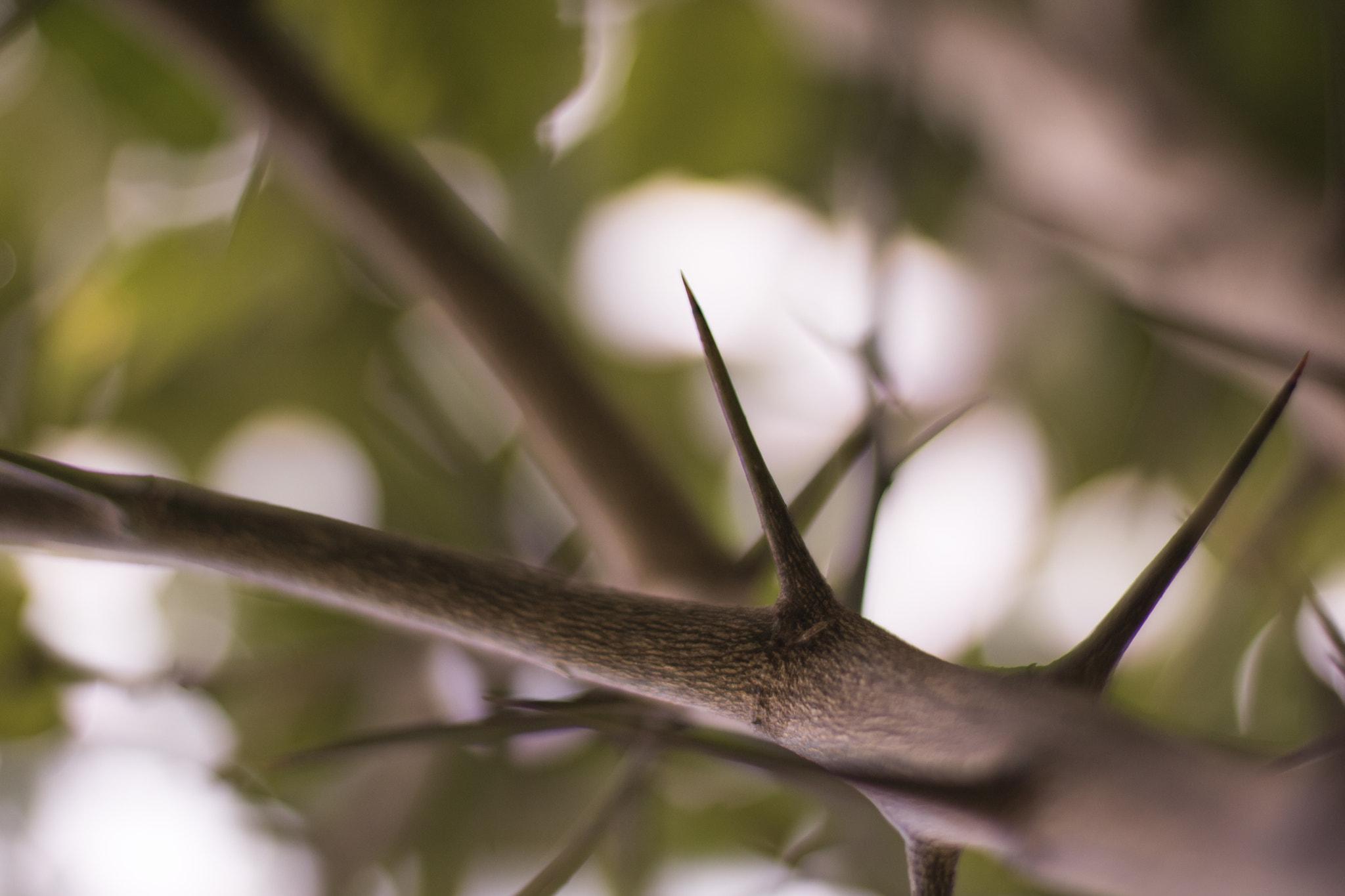 Canon EOS 750D (EOS Rebel T6i / EOS Kiss X8i) + Canon EF 50mm F1.4 USM sample photo. Lemon tree thorns photography