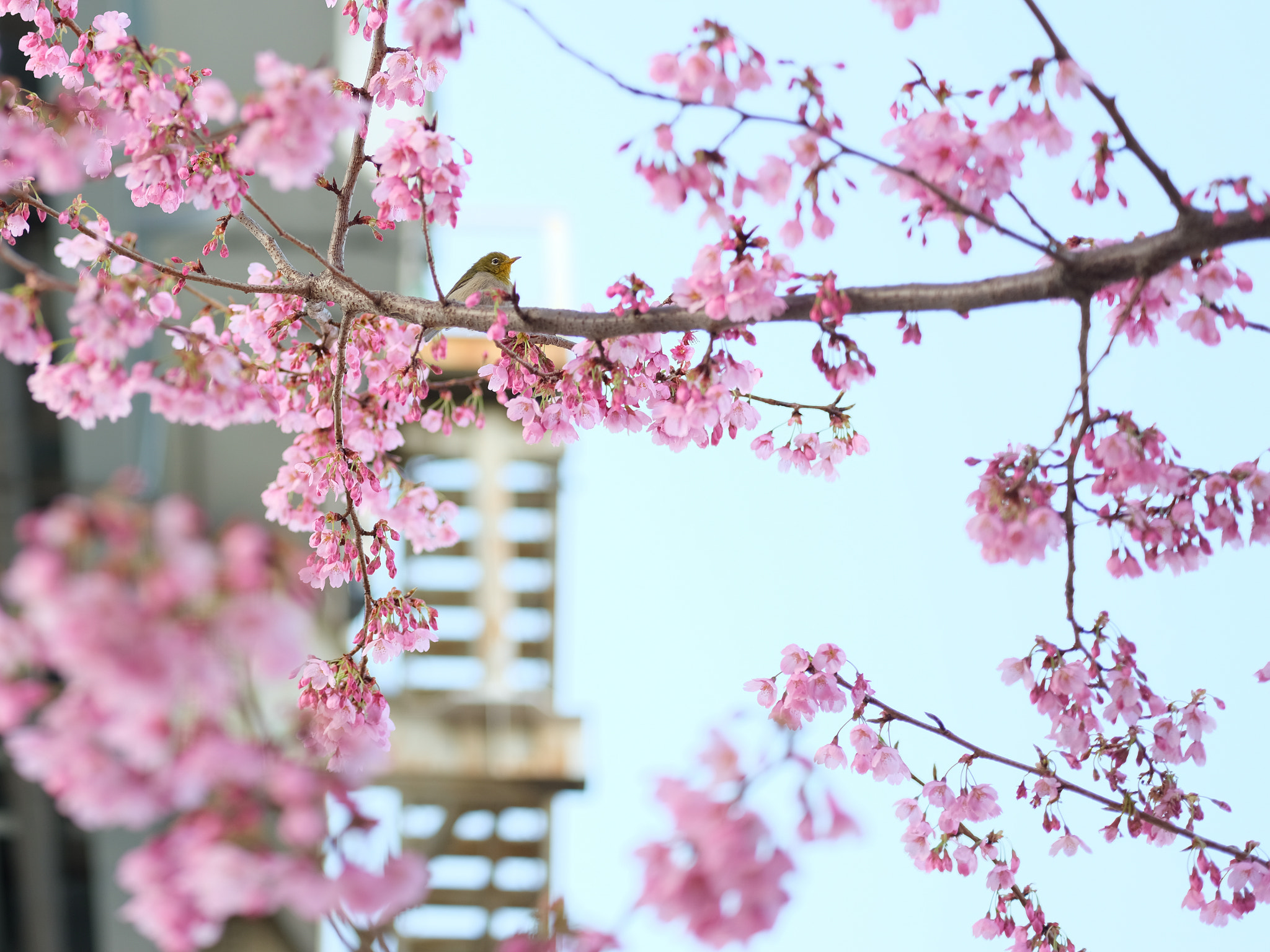 Fujifilm GFX 50S + Fujifilm GF 63mm F2.8 R WR sample photo. White-eye and cherryblossoms photography