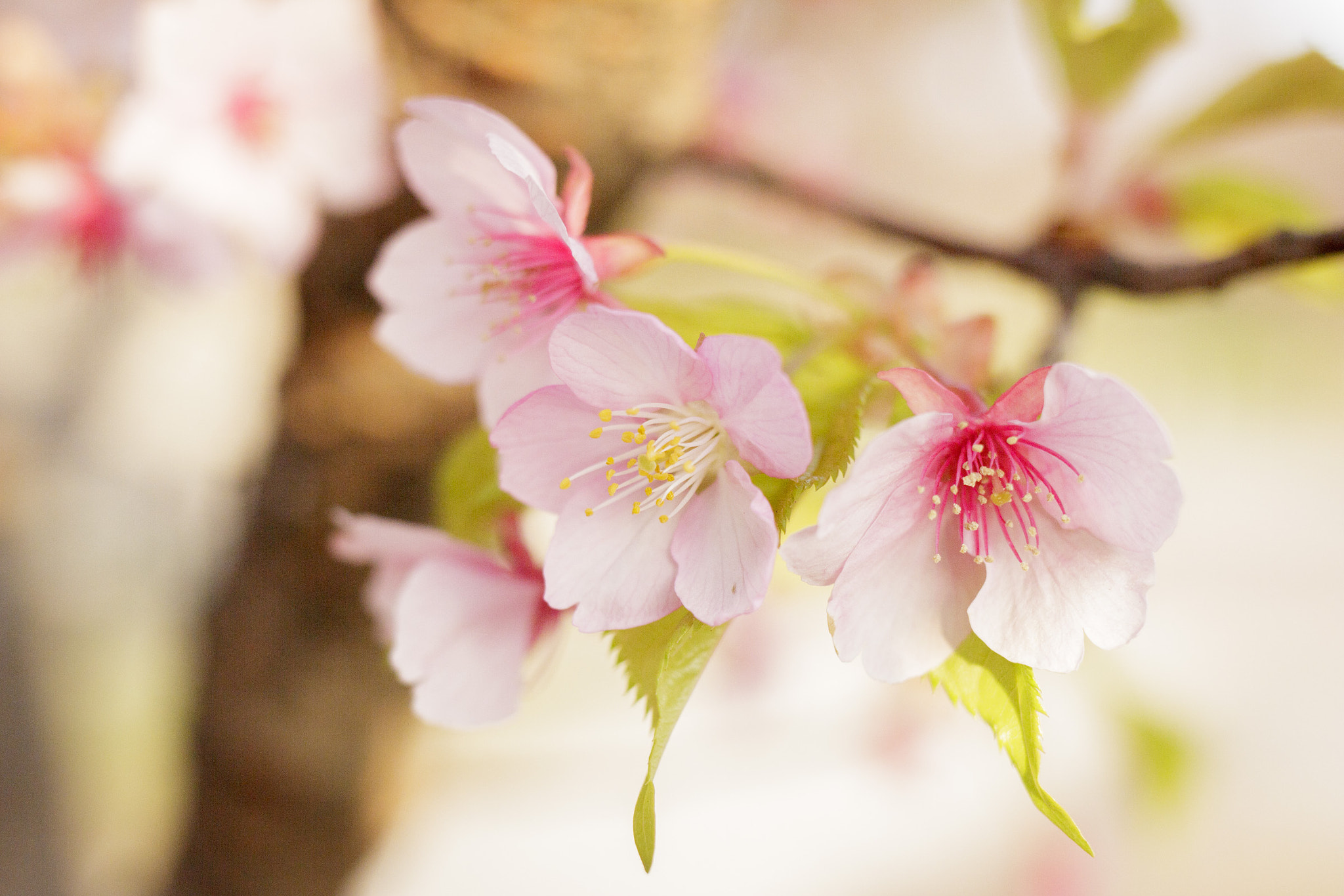 Canon EF 35mm F2 IS USM sample photo. Sakura photography
