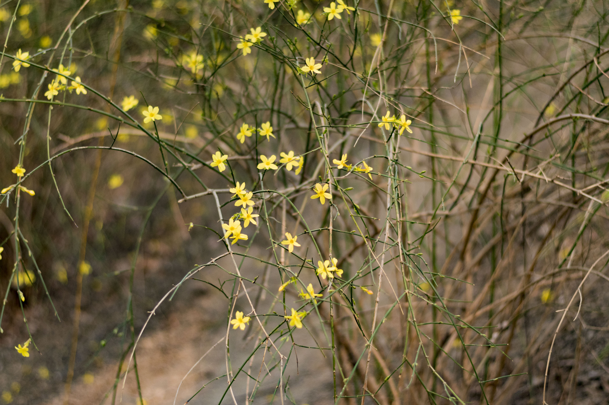Nikon D5600 + Nikon AF-S Nikkor 50mm F1.8G sample photo. 迎春花 photography