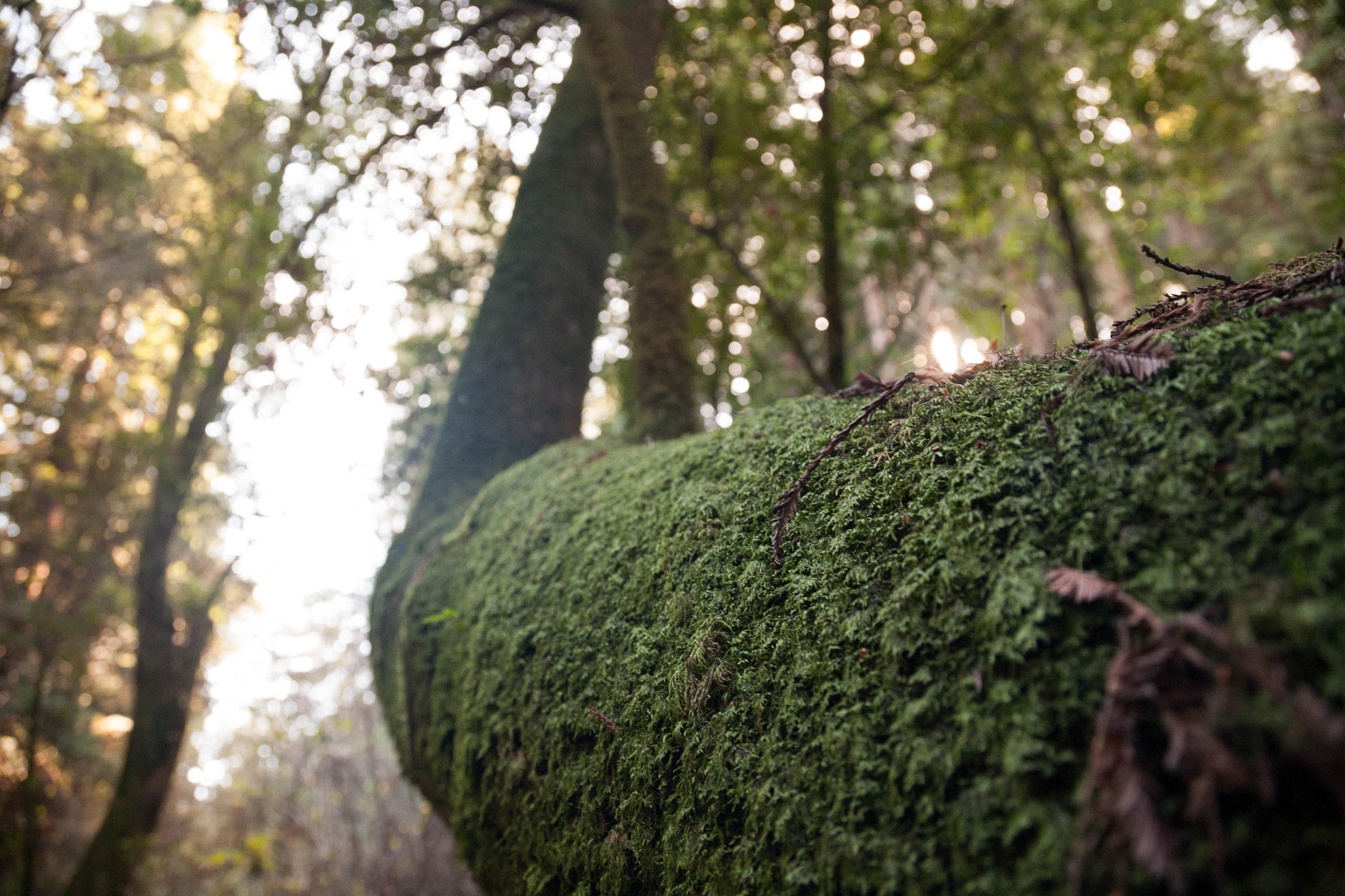 Canon EOS 5D sample photo. Beautiful downed tree photography