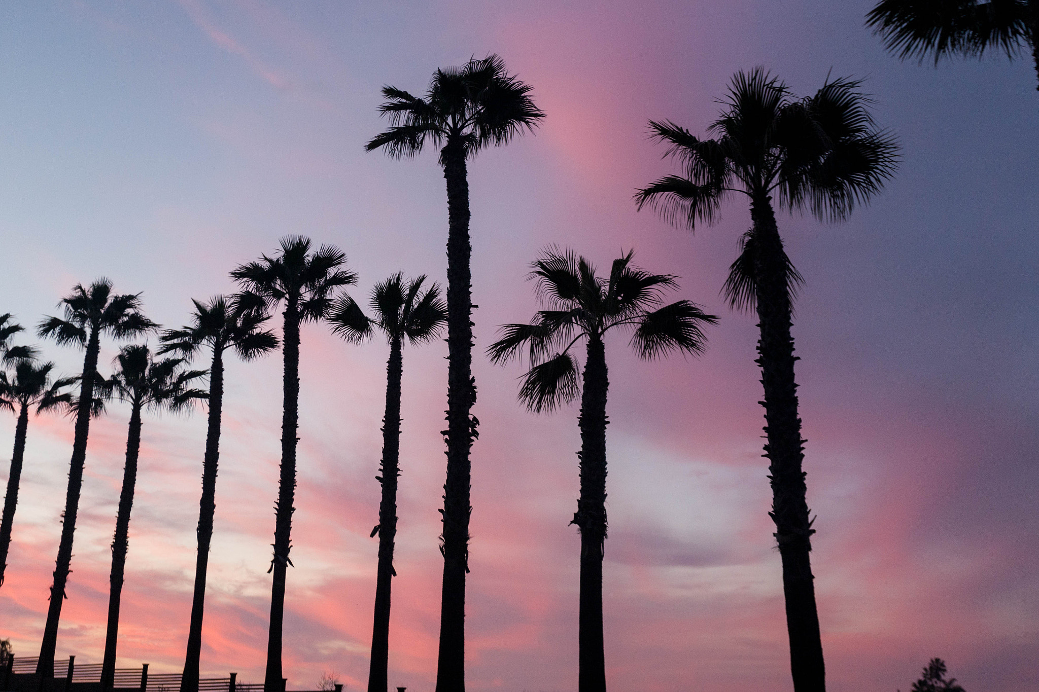 Canon EOS 5D sample photo. Palm trees by the sunset photography