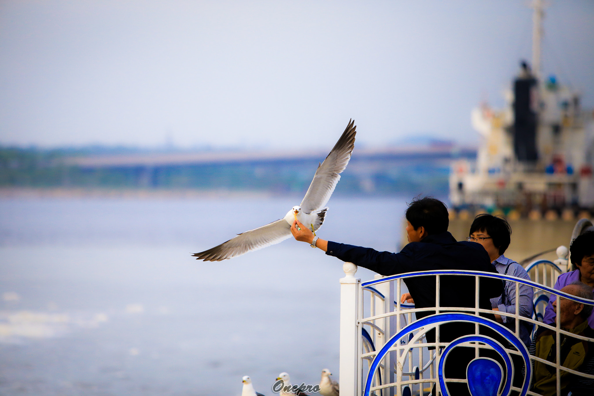 Canon EF 70-200mm F2.8L IS USM sample photo. Onepro - 갈매기와 사람(a gull and a man) photography