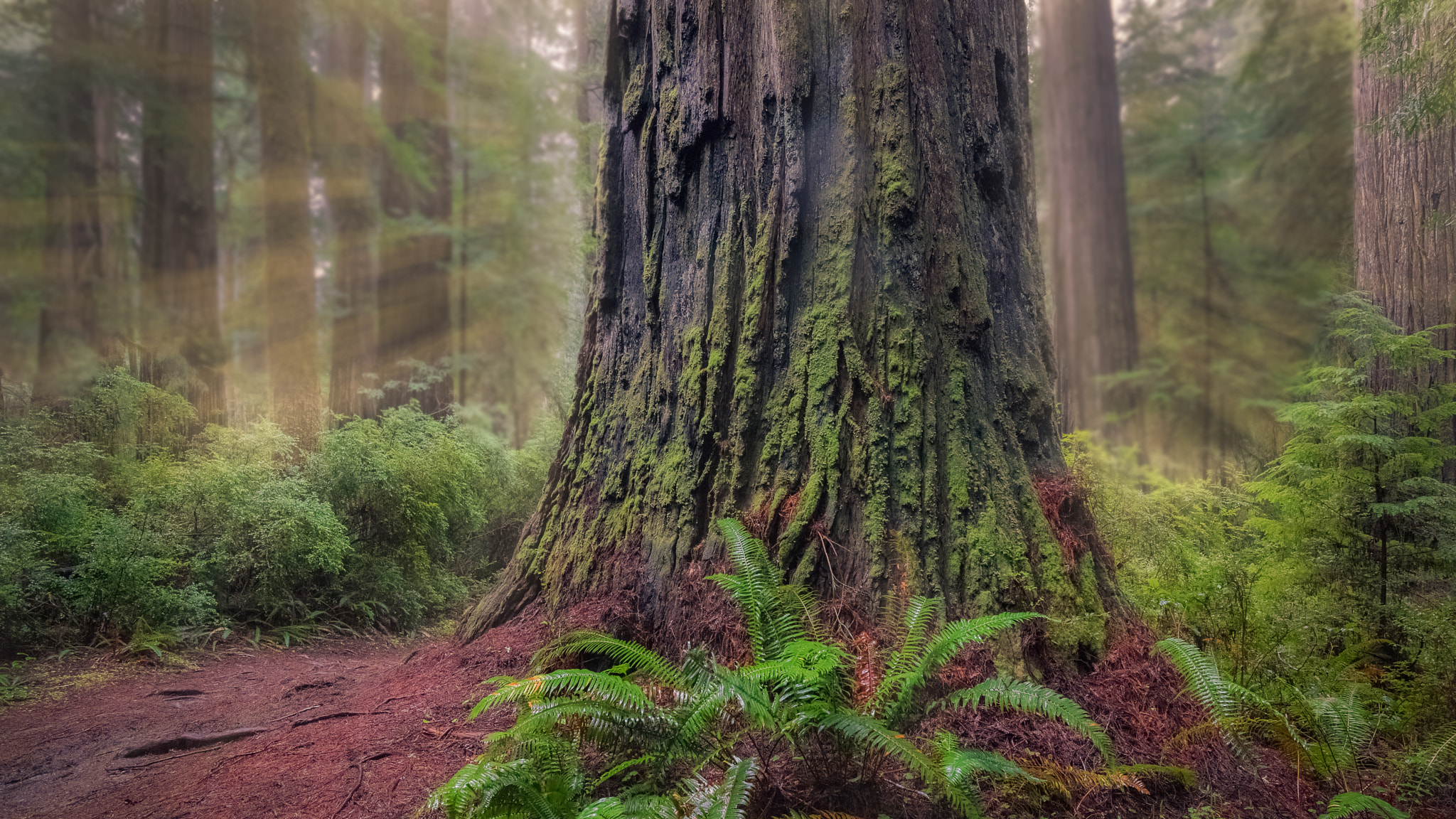 Nikon D800 + Nikon AF-S Nikkor 16-35mm F4G ED VR sample photo. Boy scout tree trail crescent city, ca photography