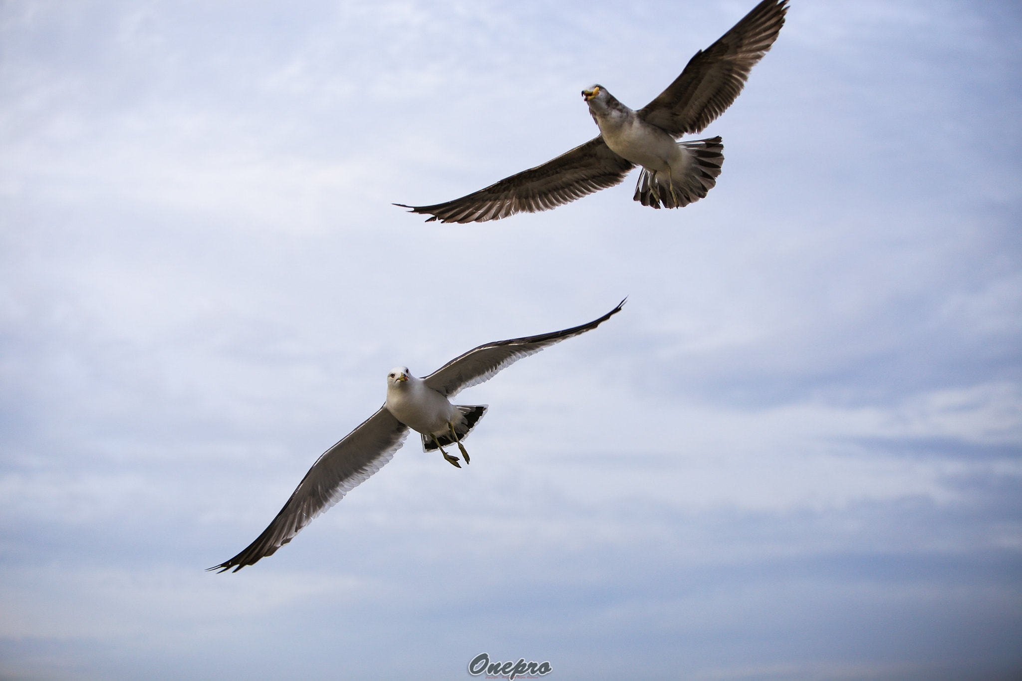 Canon EF 70-200mm F2.8L IS USM sample photo. Onepro - 갈매기 (seagull) photography