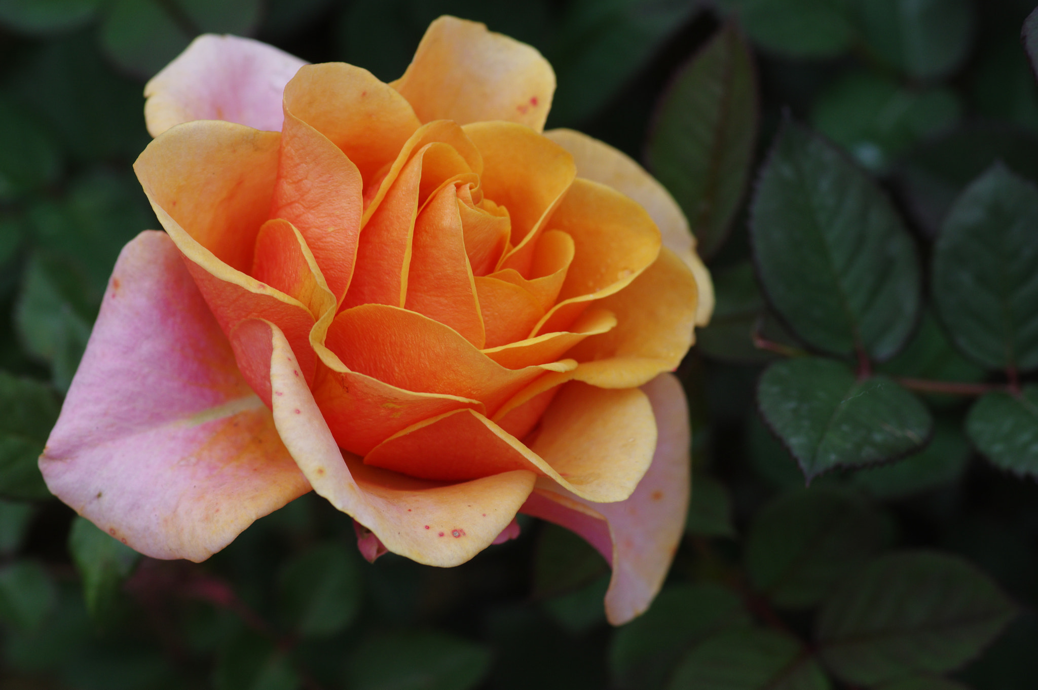 Pentax smc D-FA 100mm F2.8 Macro WR sample photo