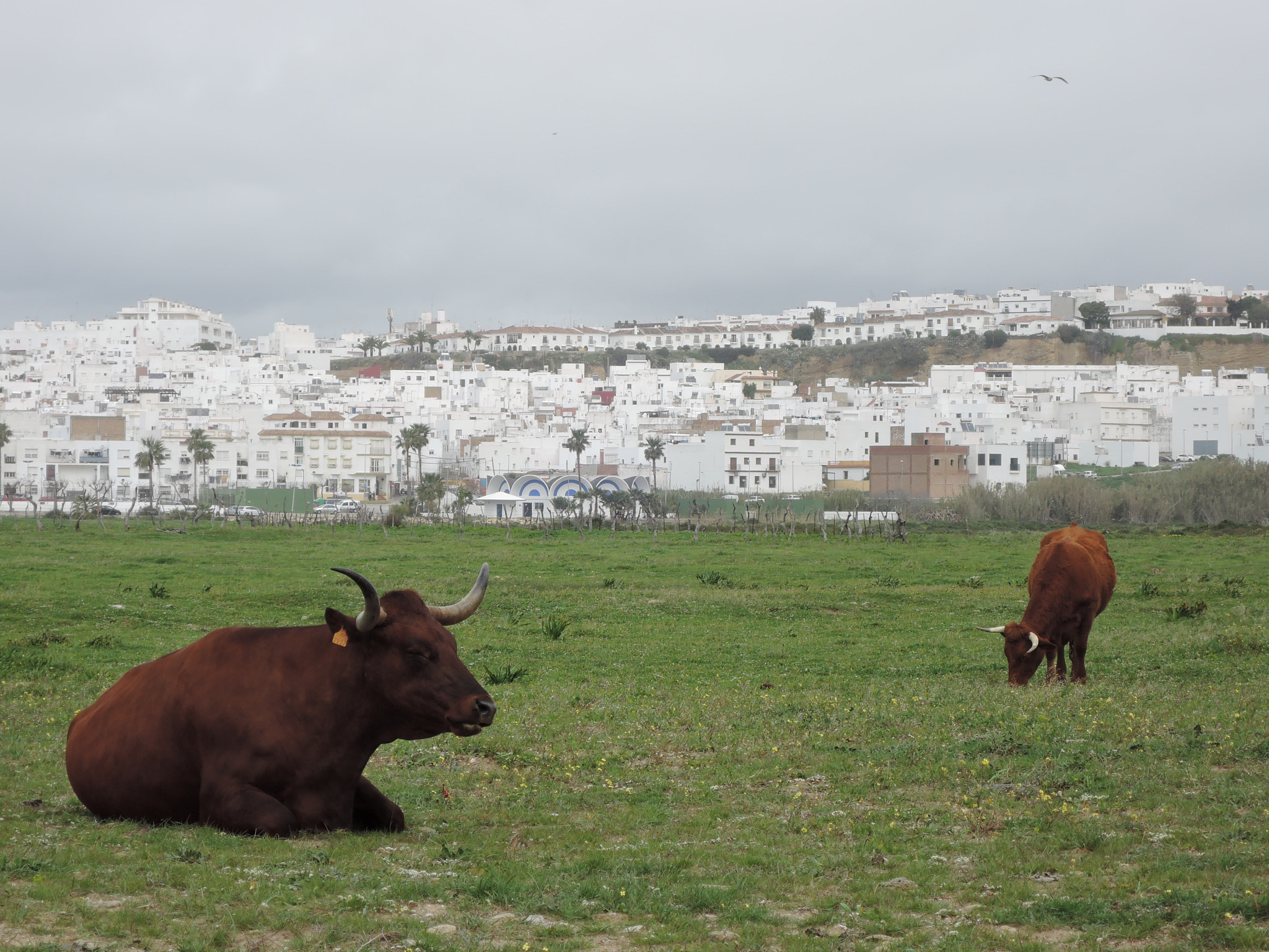 Nikon Coolpix P340 sample photo. Dark bulls white houses photography