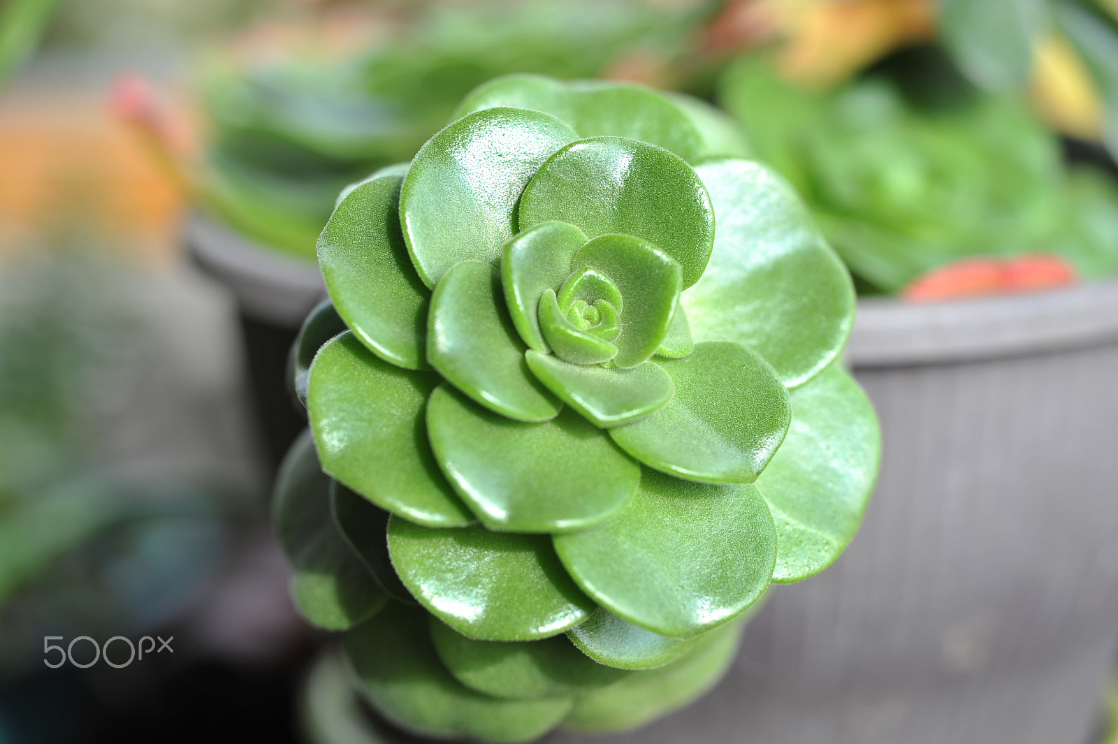 Nikon D700 sample photo. Succulents photography