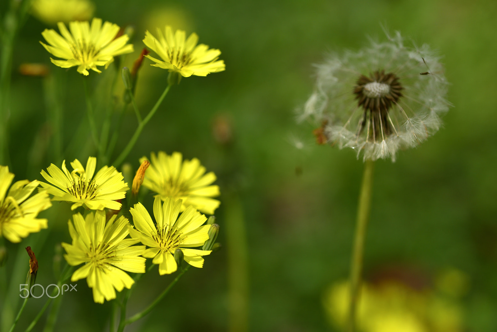 Nikon D810 sample photo. 蒲公英,植物,自然 photography