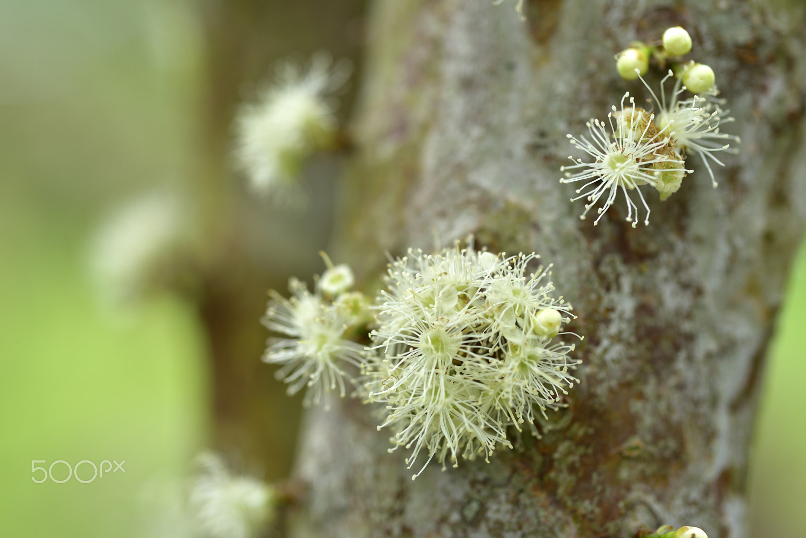 Nikon D810 + AF Micro-Nikkor 60mm f/2.8 sample photo. 樹葡萄,花,樹 photography