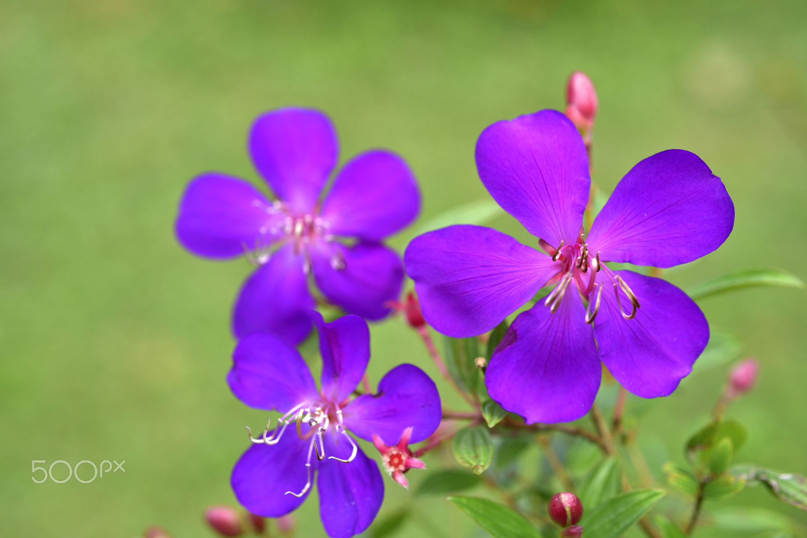 Nikon D810 + AF Micro-Nikkor 60mm f/2.8 sample photo. 野牡丹,牡丹,花 photography