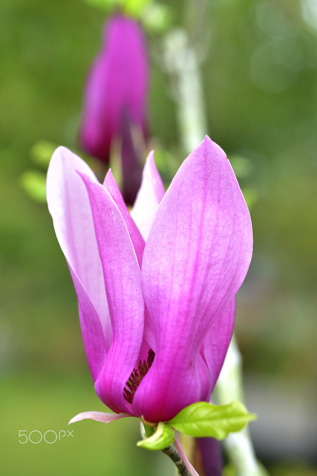 AF Micro-Nikkor 60mm f/2.8 sample photo. 木蘭,木蘭花,紫玉蘭,木蓮,花 photography