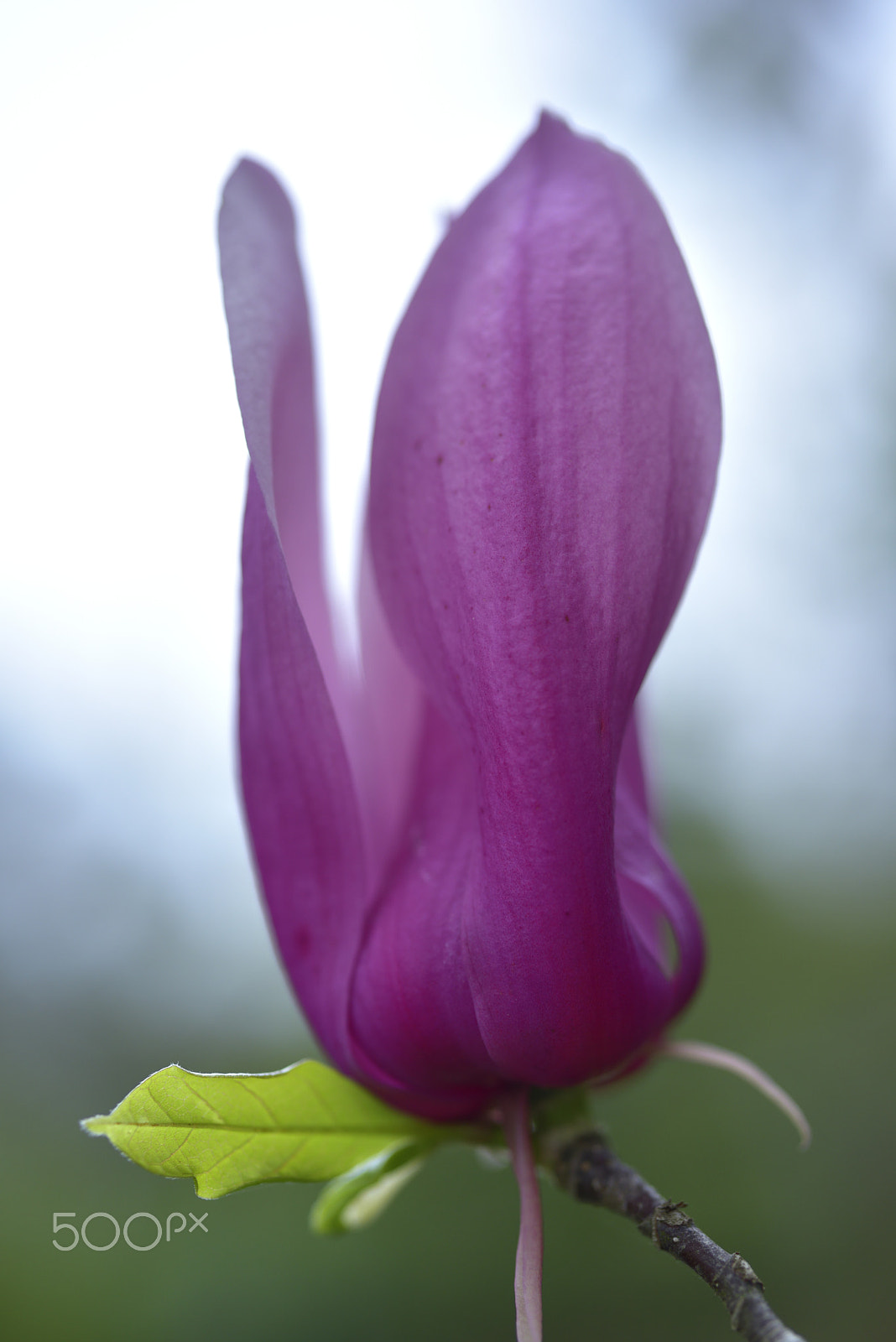 AF Micro-Nikkor 60mm f/2.8 sample photo. 木蘭,木蘭花,紫玉蘭,木蓮,花 photography