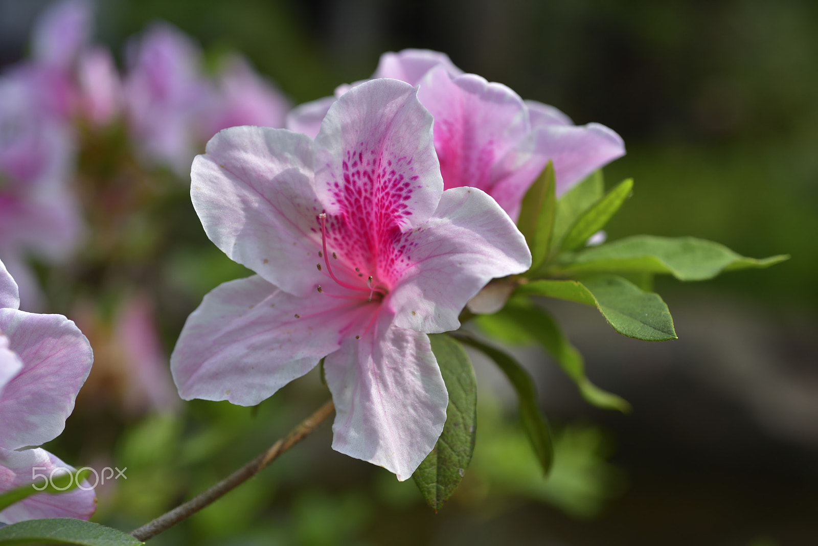 Nikon D810 + AF Micro-Nikkor 60mm f/2.8 sample photo. 杜鵑,花,開花 photography