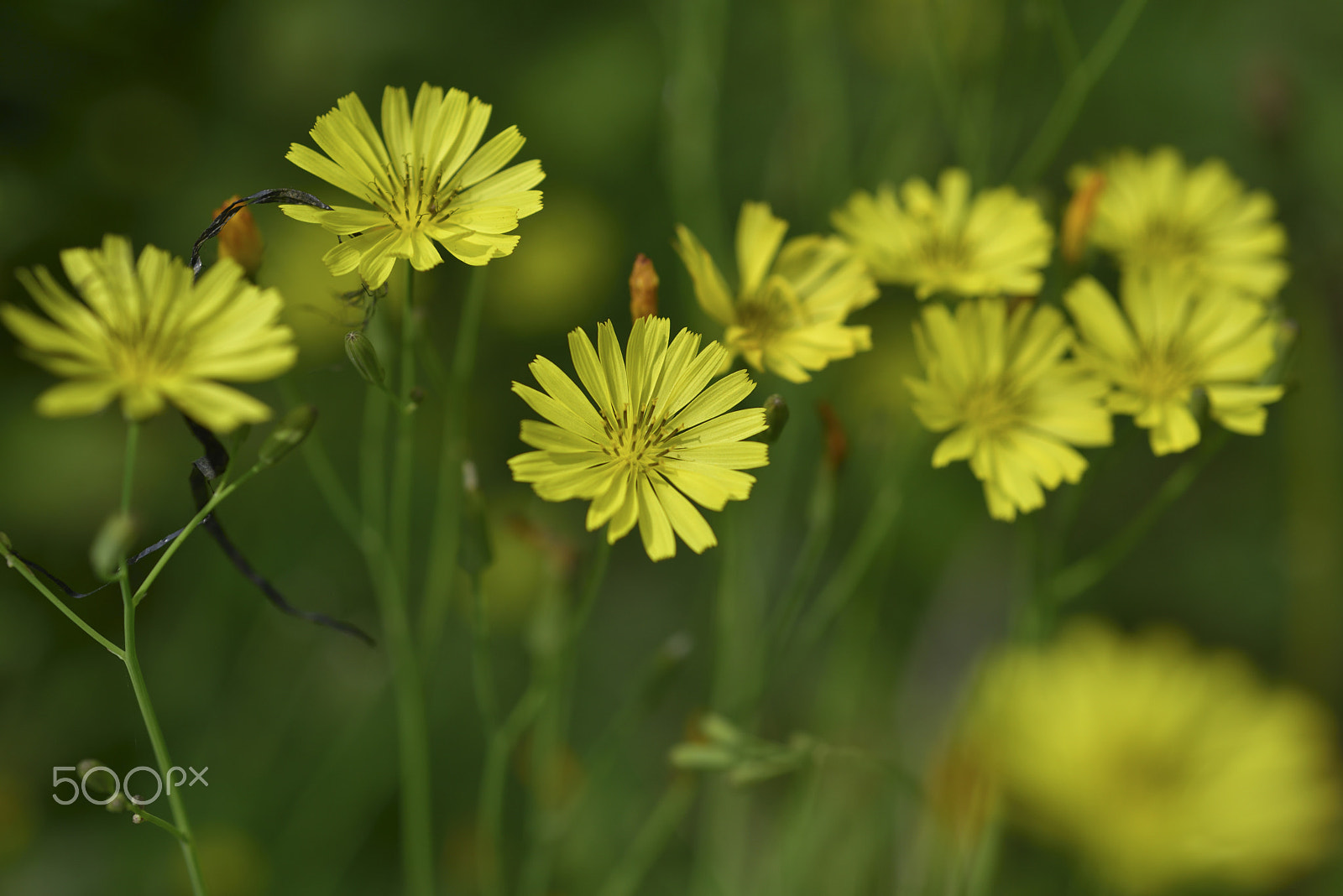 AF Micro-Nikkor 60mm f/2.8 sample photo. 蒲公英,植物,自然 photography