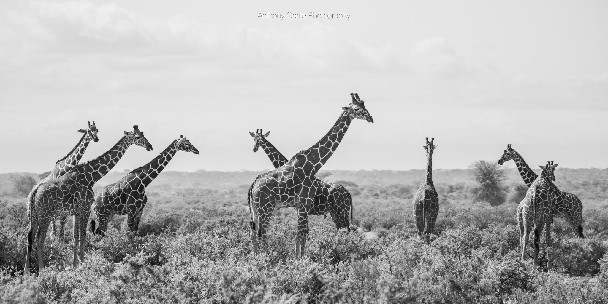 Canon EF-S 55-250mm F4-5.6 IS sample photo. Giraffe family photography