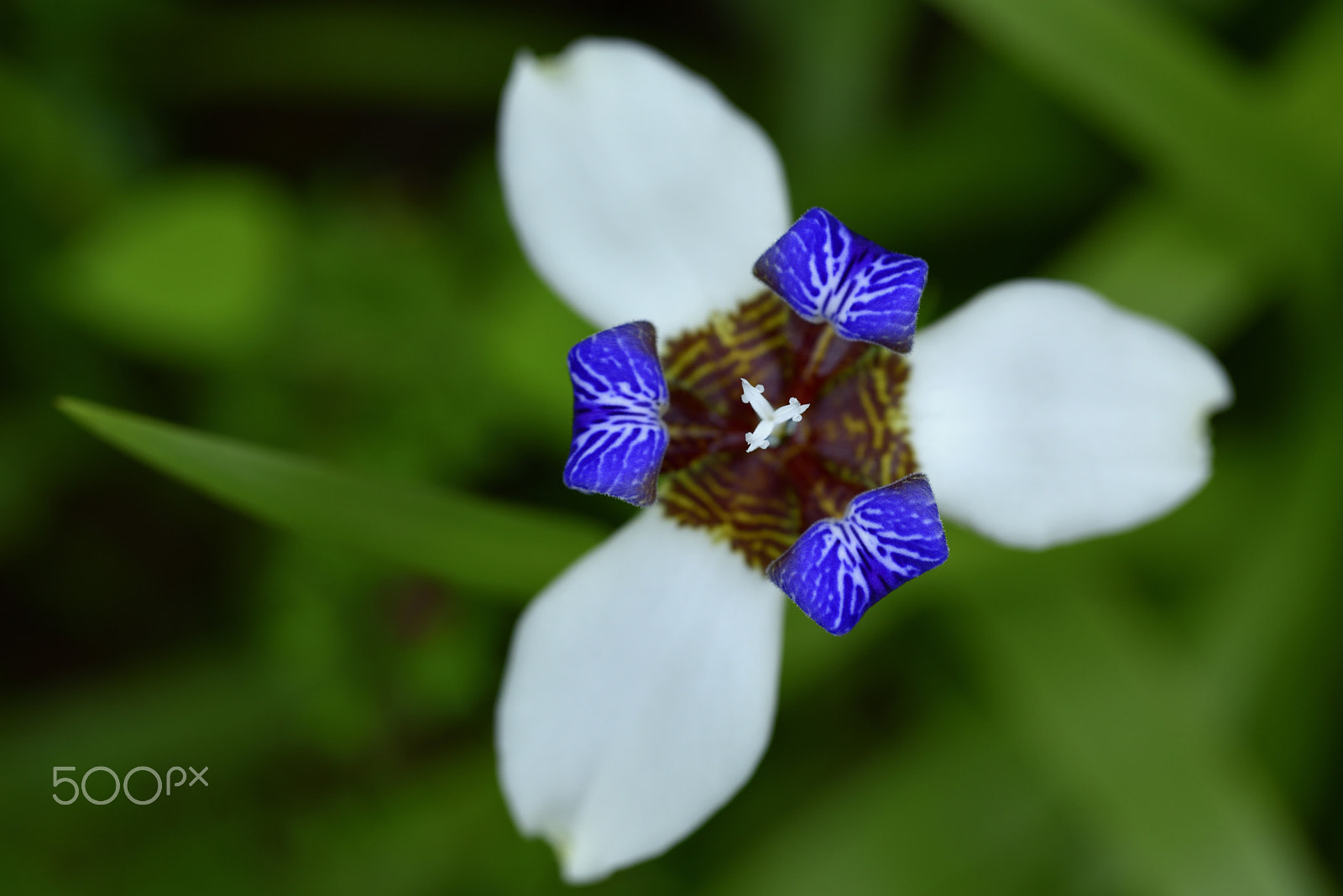 AF Micro-Nikkor 60mm f/2.8 sample photo. 愛麗絲,鳶尾花,花 photography