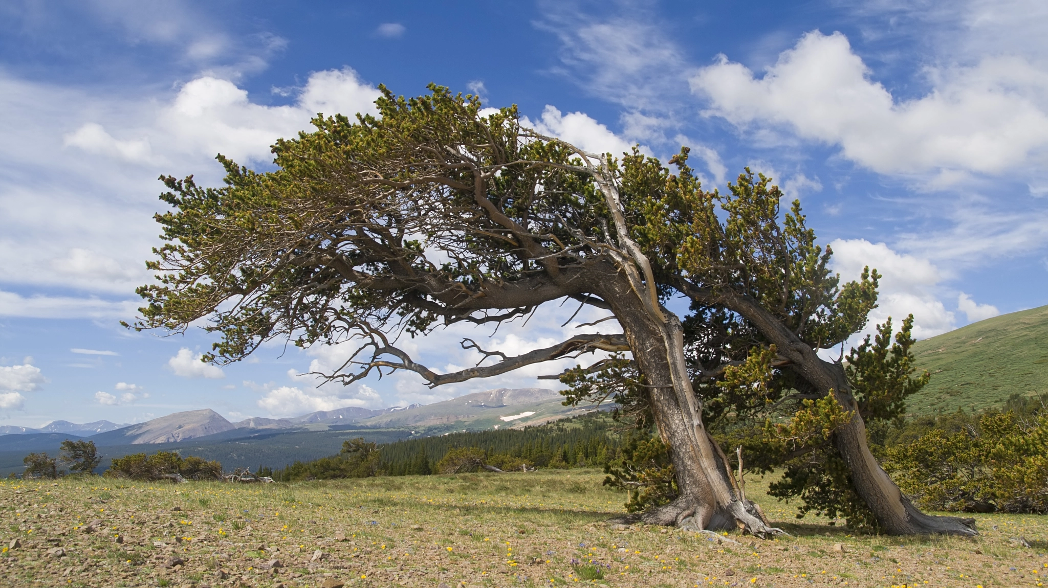 Sigma 17-70mm F2.8-4 DC Macro OS HSM sample photo. Windy ridge photography