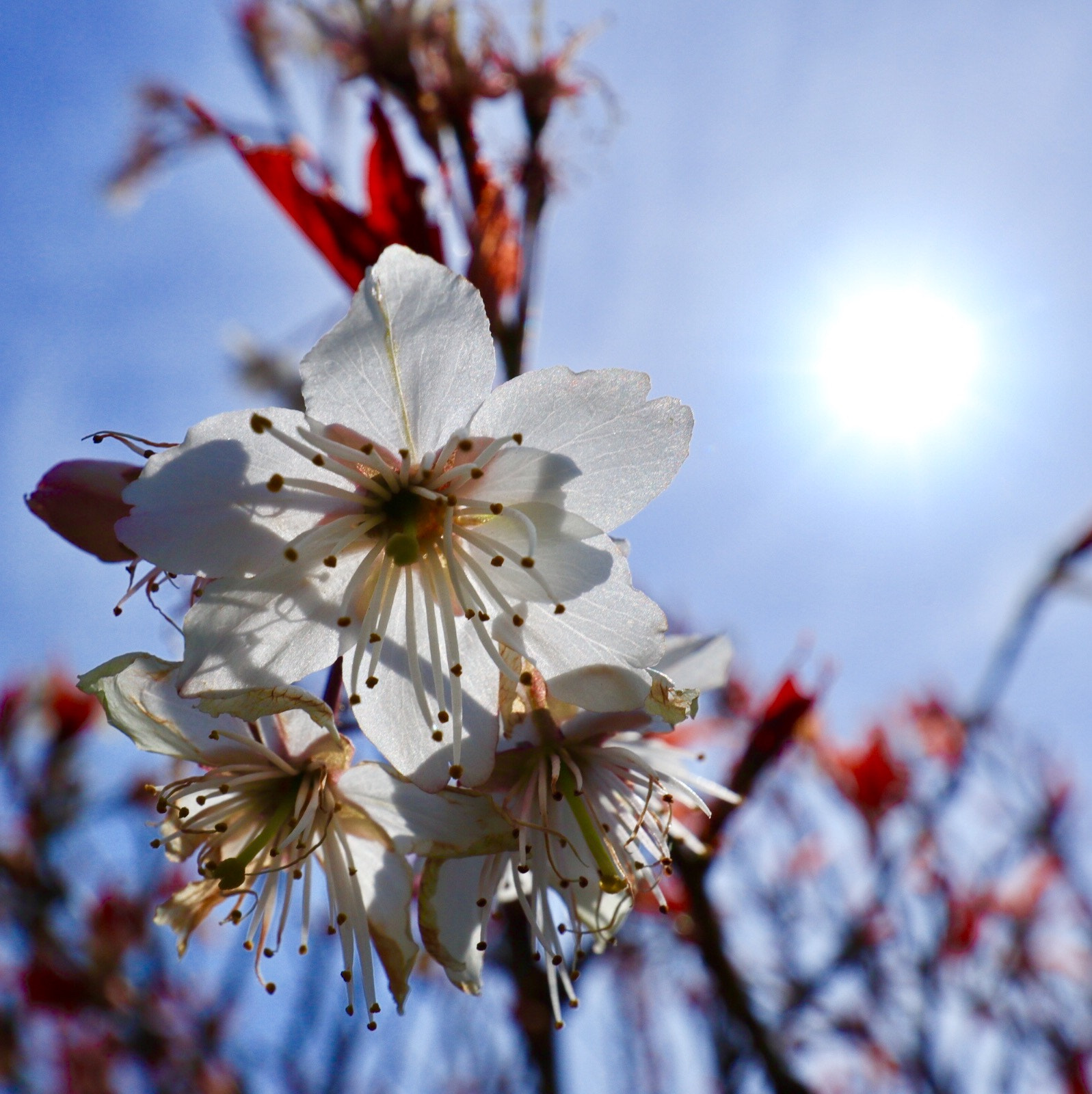 Canon EF-M 11-22mm F4-5.6 IS STM sample photo. In spring photography