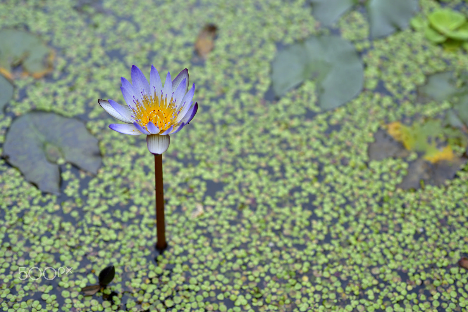 AF Micro-Nikkor 60mm f/2.8 sample photo. 睡蓮,蓮,葉子,紫色,水,浮萍 photography