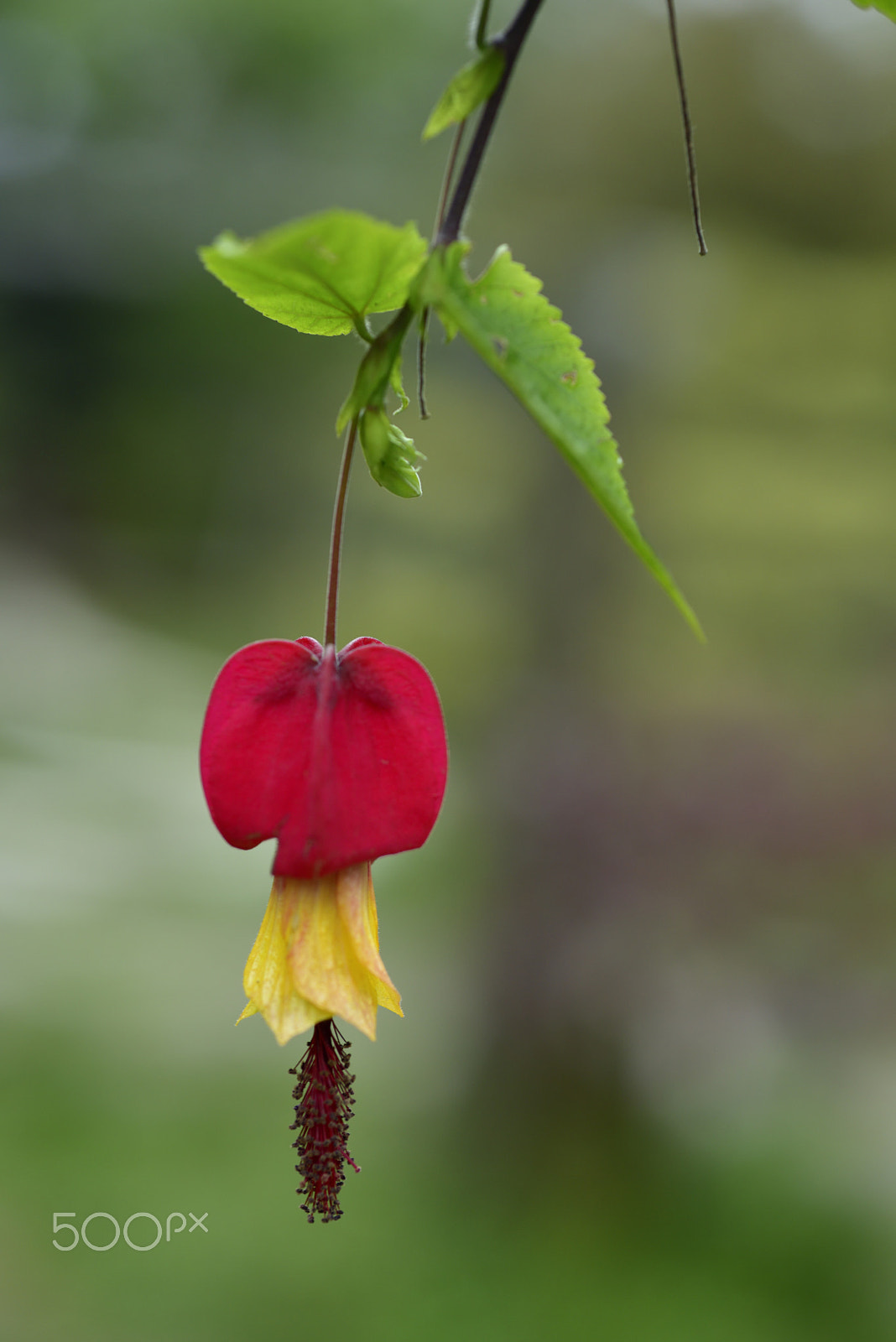 Nikon D810 + AF Micro-Nikkor 60mm f/2.8 sample photo. 燈籠,花,開花 photography
