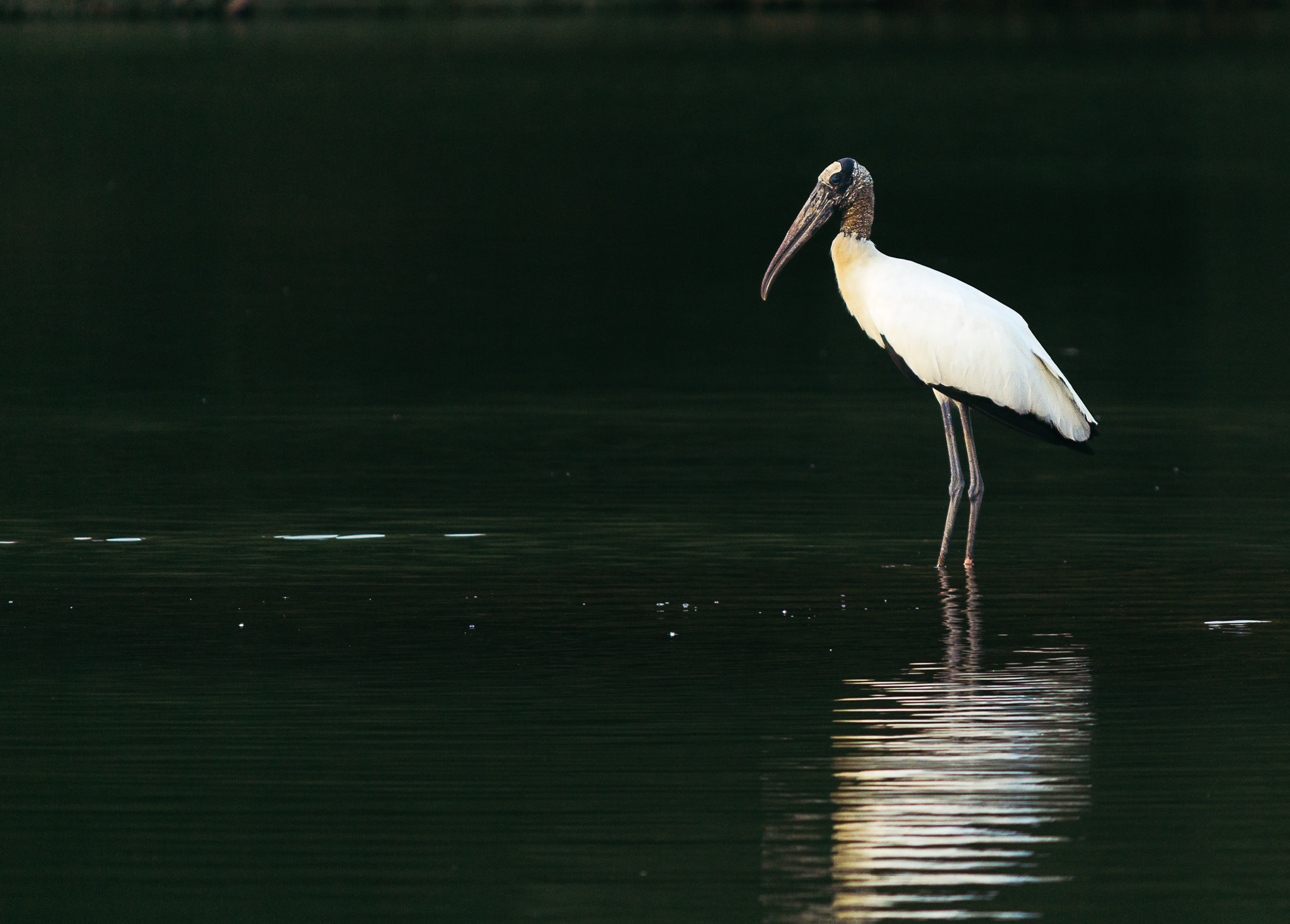 Canon EF-S 55-250mm F4-5.6 IS II sample photo. Lonely photography