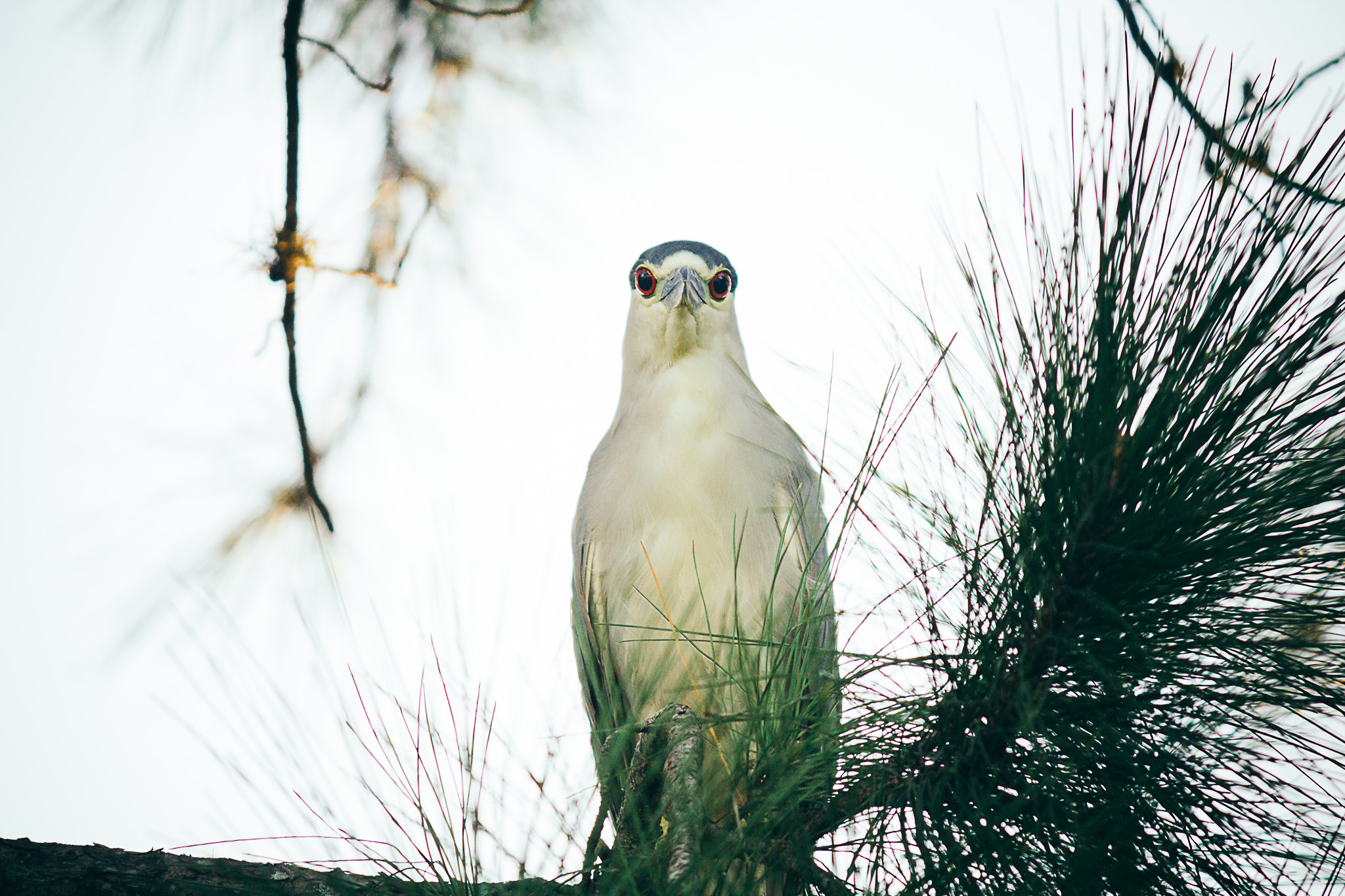 Canon EF-S 55-250mm F4-5.6 IS II sample photo. Hungry eyes photography
