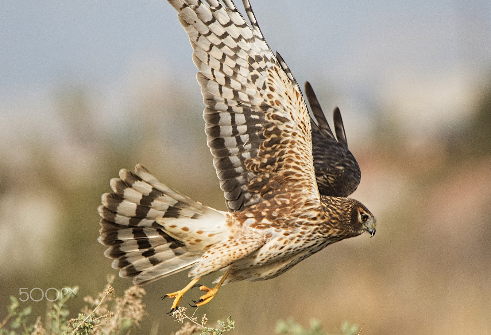 Nikon D500 sample photo. Lifting off for a hunt photography