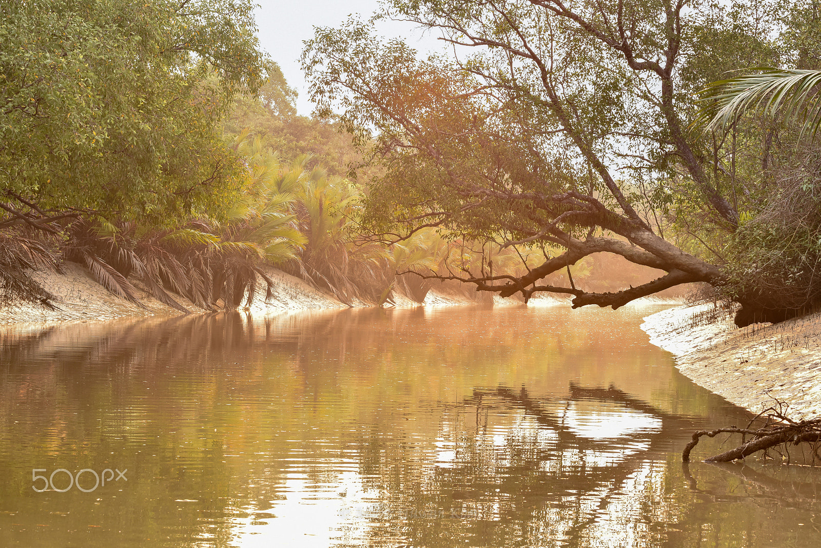 Nikon D810 sample photo. Sundarbans photography