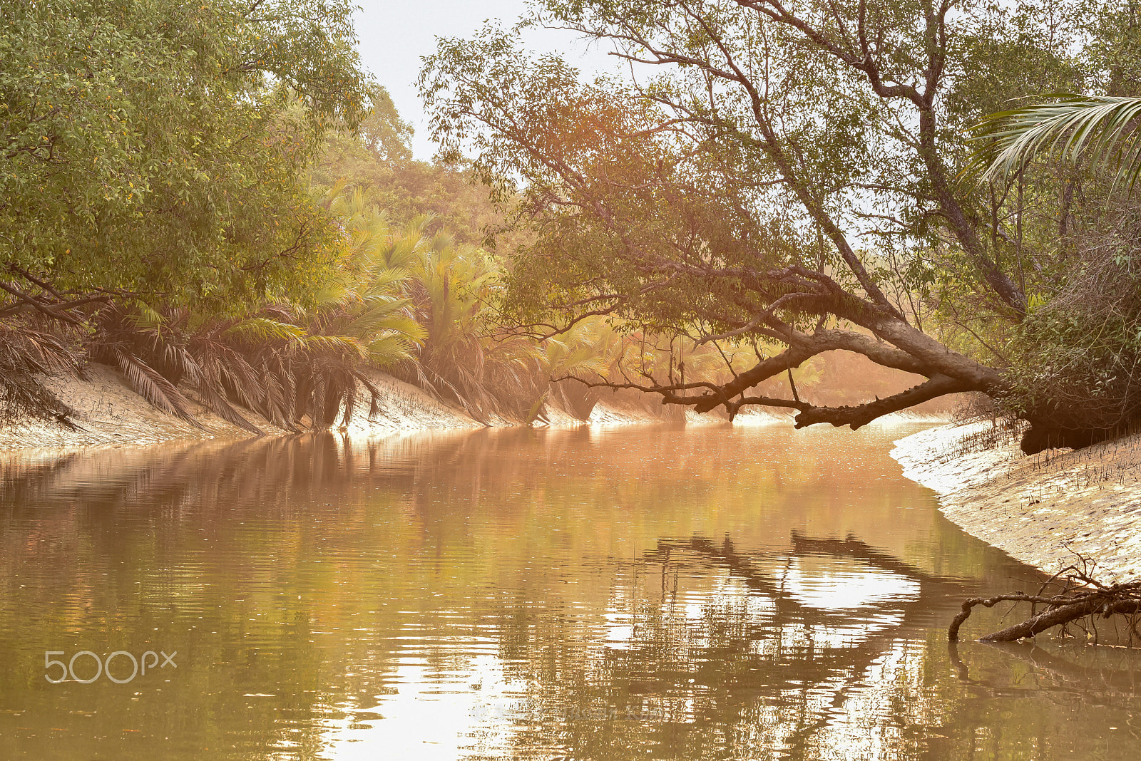 Nikon D810 + Tamron SP 90mm F2.8 Di VC USD 1:1 Macro (F004) sample photo. Sundarbans photography