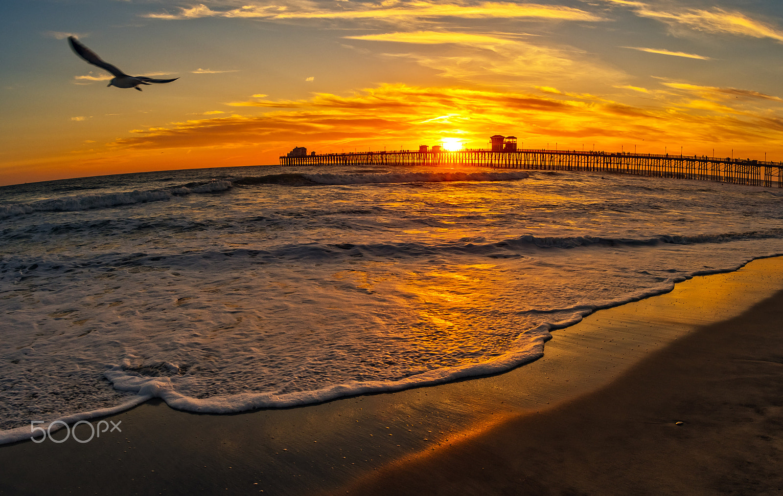 Nikon D500 + Sigma 15mm F2.8 EX DG Diagonal Fisheye sample photo. Seagull at sunset in oceanside - march 24, 2017 photography