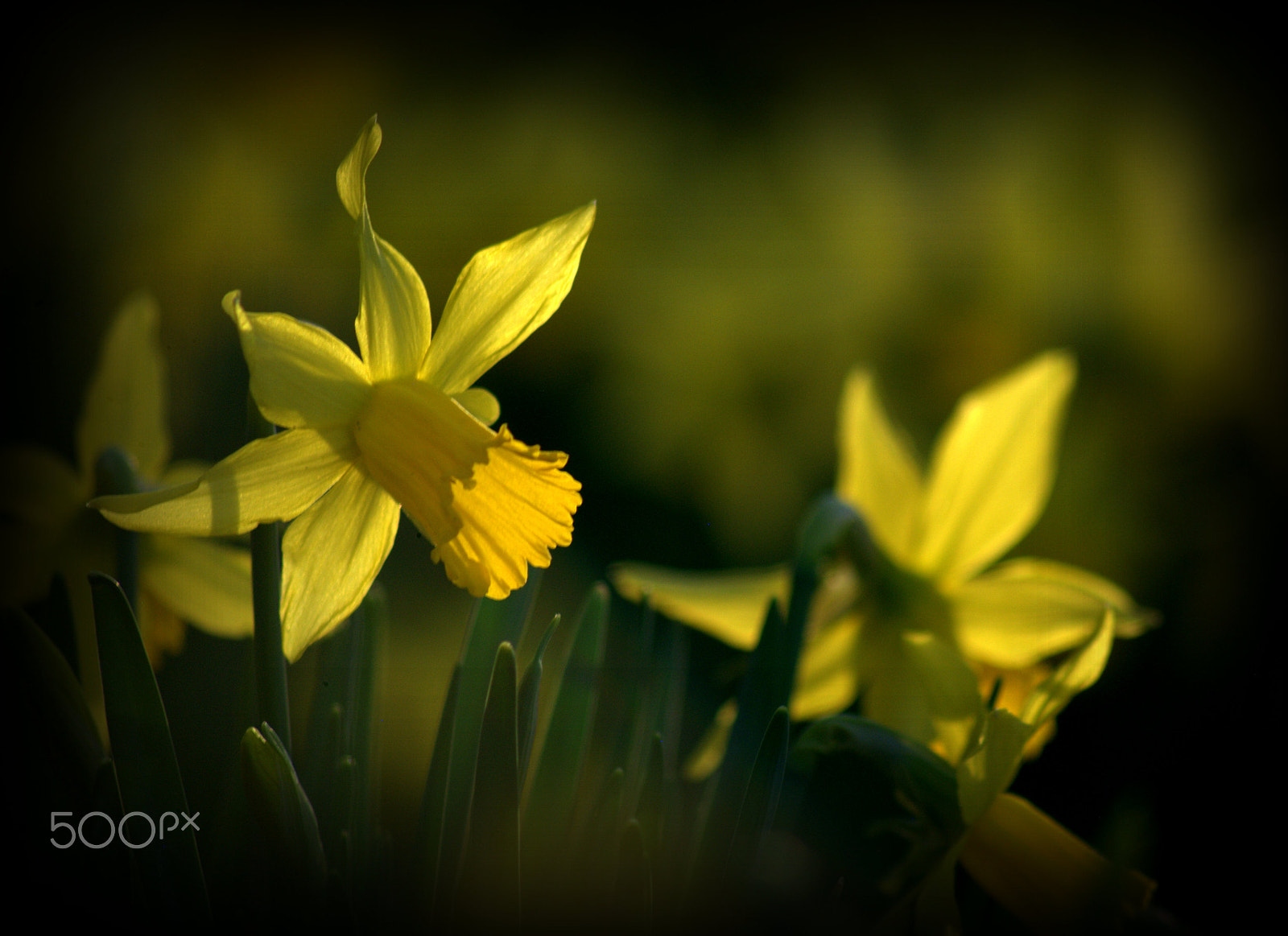 Nikon D3000 sample photo. Daffodil flowers photography