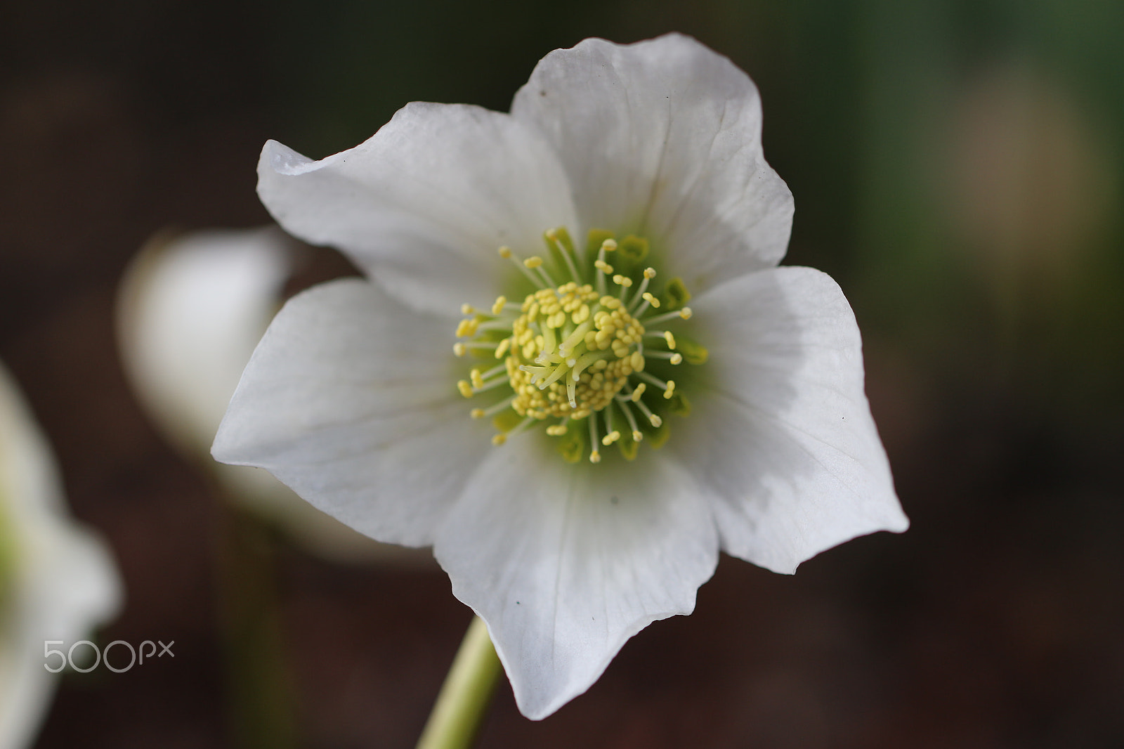 Canon EF 100mm F2.8L Macro IS USM sample photo. White star photography
