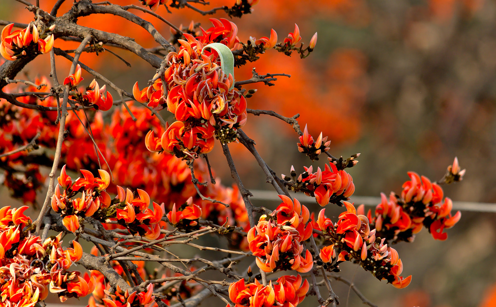 Nikon D7000 + Sigma 150-500mm F5-6.3 DG OS HSM sample photo. Fire in the trees photography