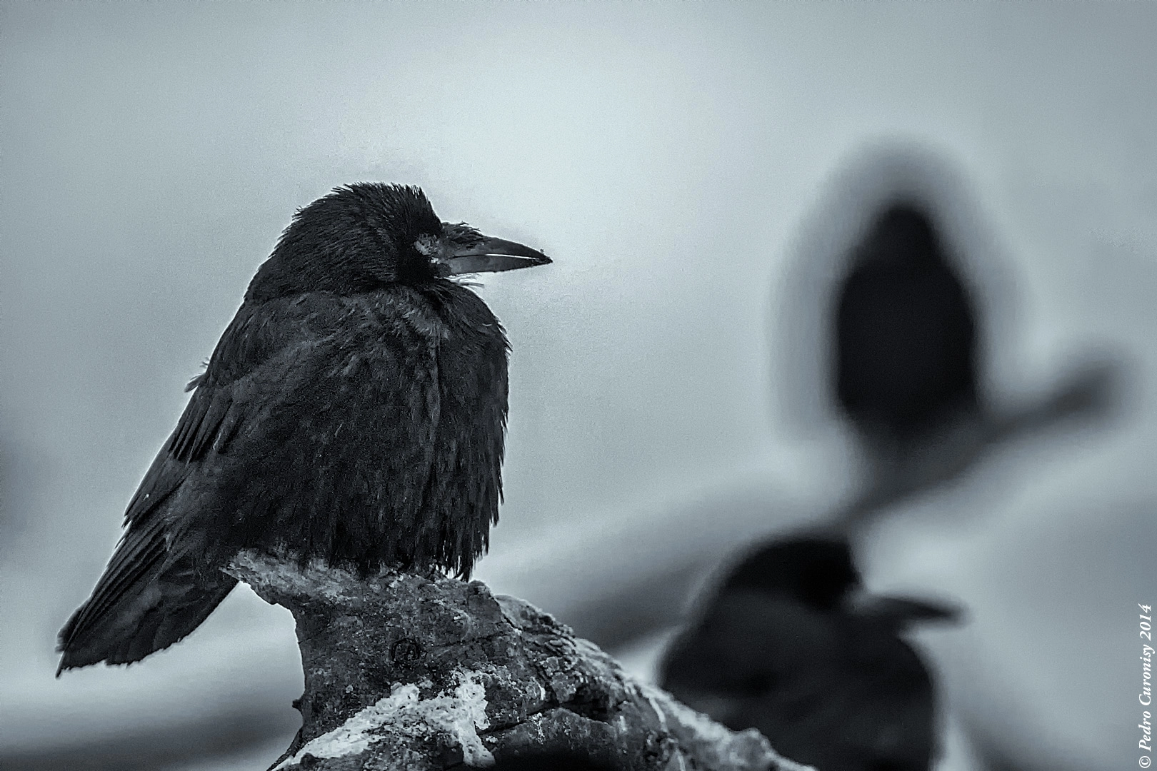 Canon EOS-1D X + Canon EF 500mm F4L IS USM sample photo. Graja photography