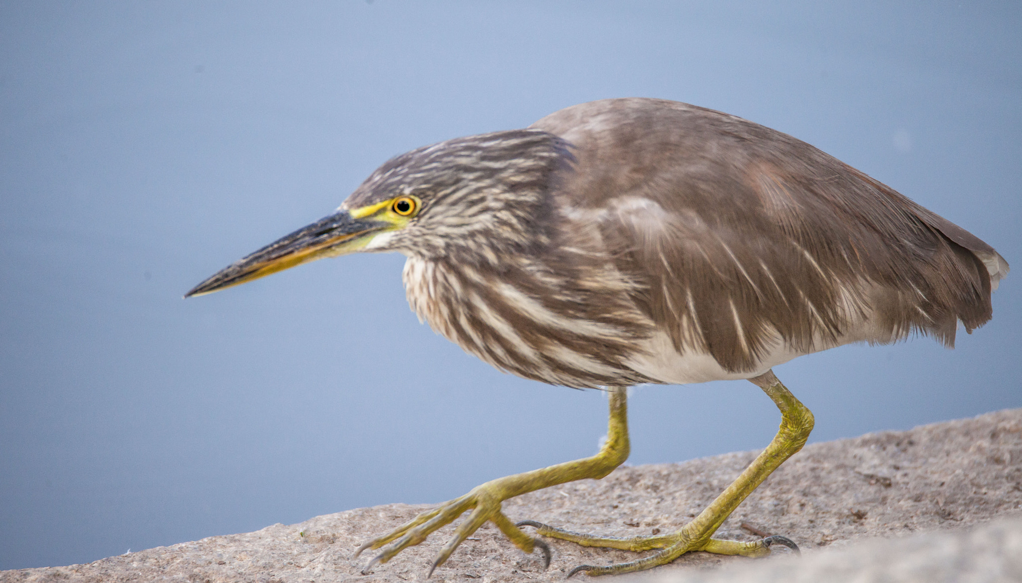 Canon EOS 5D Mark II + Tamron SP 150-600mm F5-6.3 Di VC USD sample photo. Pond heron! photography