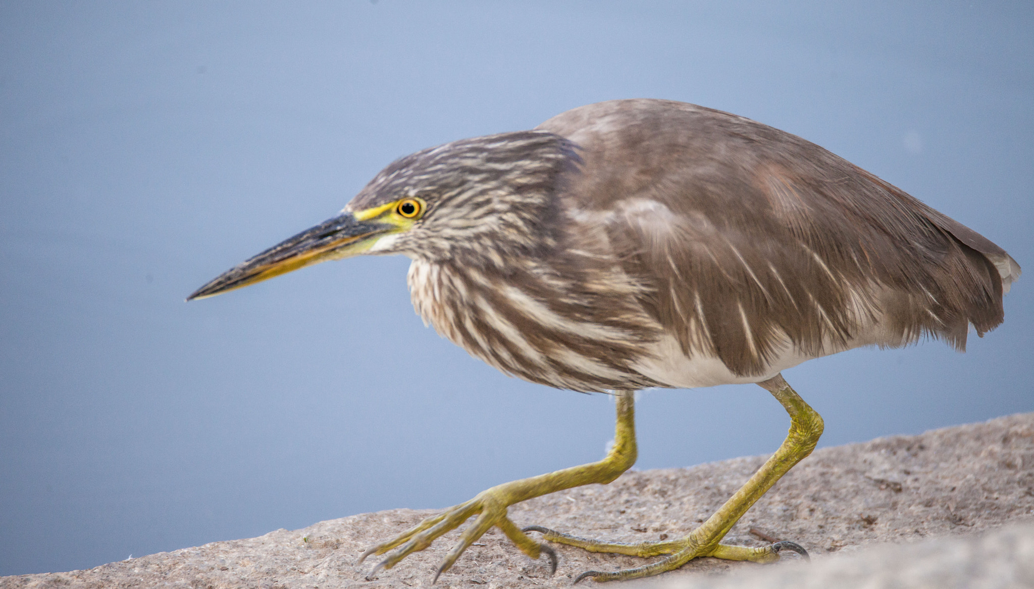 Tamron SP 150-600mm F5-6.3 Di VC USD sample photo. Pond heron! photography