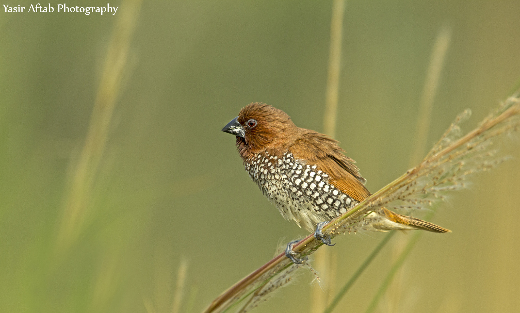 Canon EOS 60D + Canon EF 100-400mm F4.5-5.6L IS USM sample photo. Scaly-breasted munia (lonchura punctulata) photography
