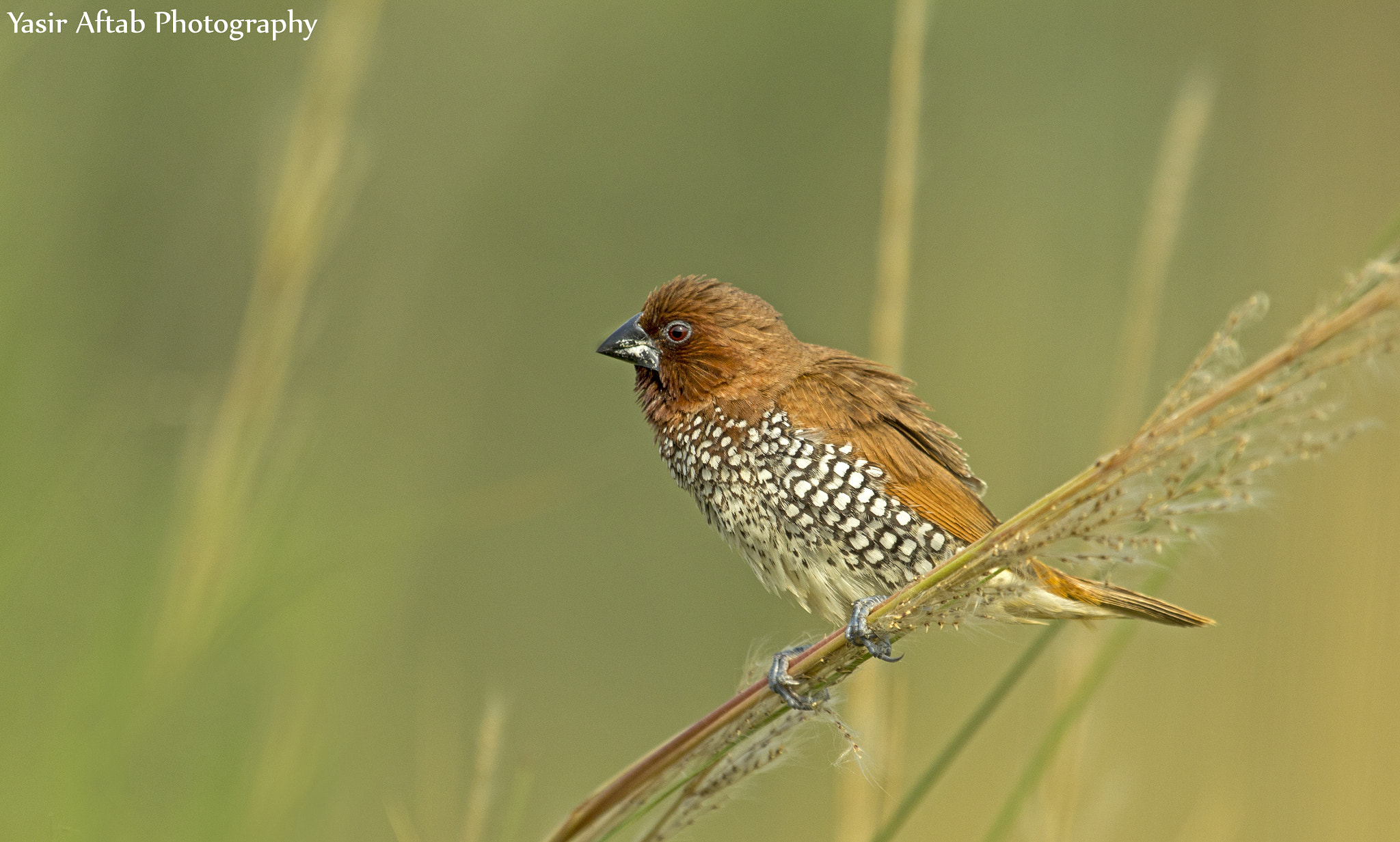 Canon EF 100-400mm F4.5-5.6L IS USM sample photo. Scaly-breasted munia (lonchura punctulata) photography