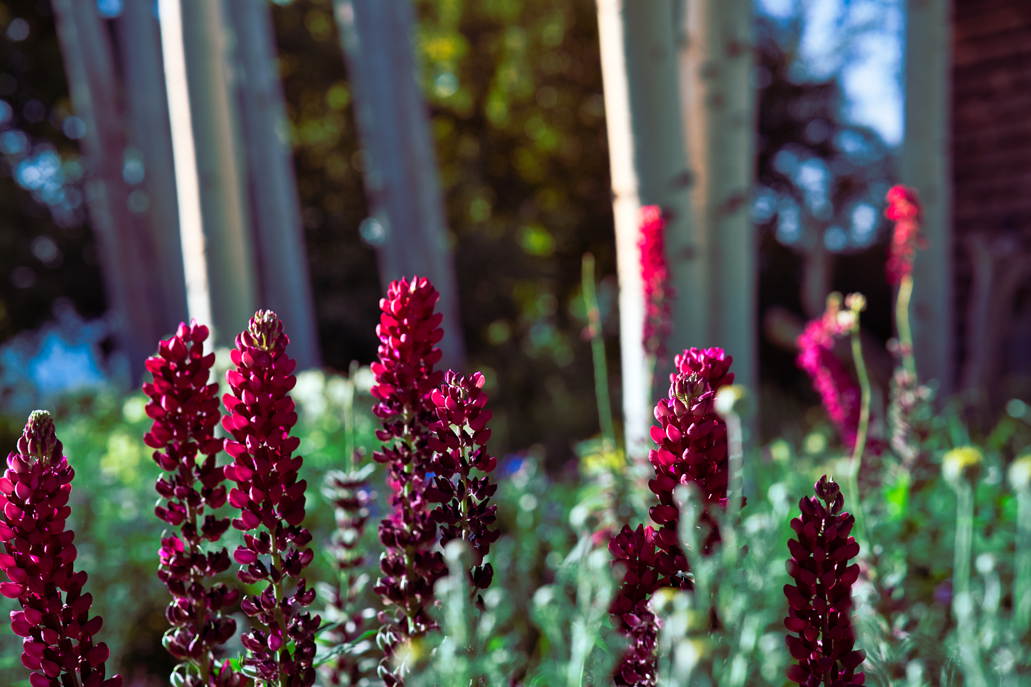 Sony a7R II + ZEISS Batis 85mm F1.8 sample photo. Happy spring photography