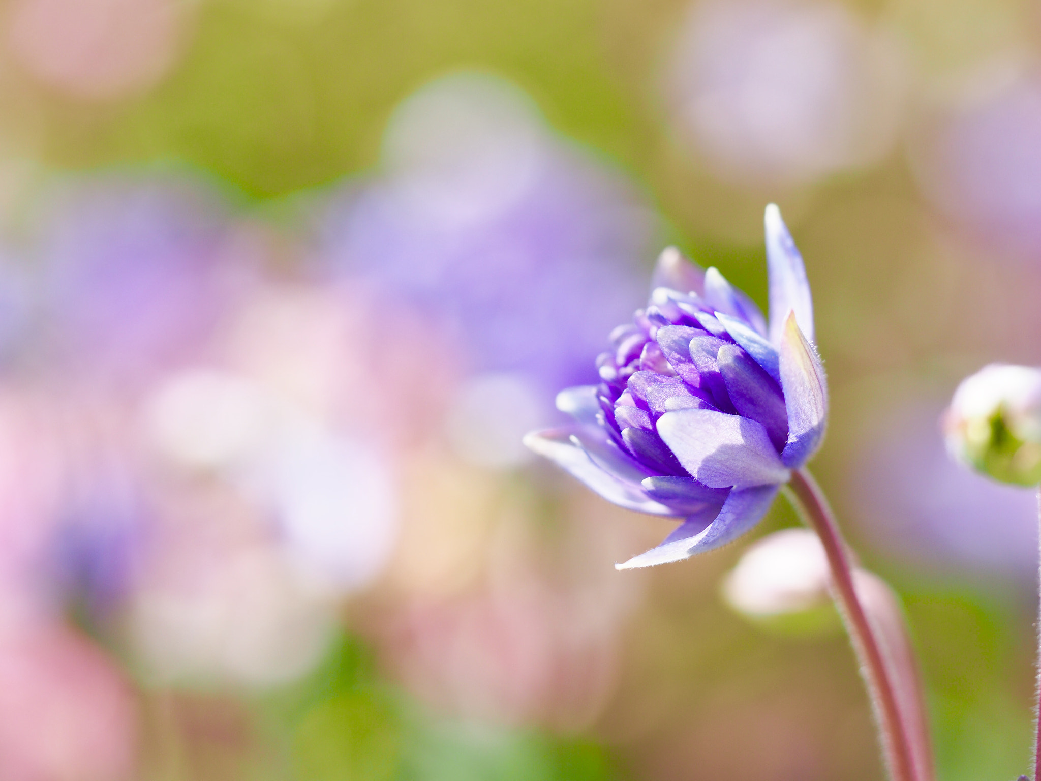 Olympus M.Zuiko Digital ED 60mm F2.8 Macro sample photo. Spring flower photography