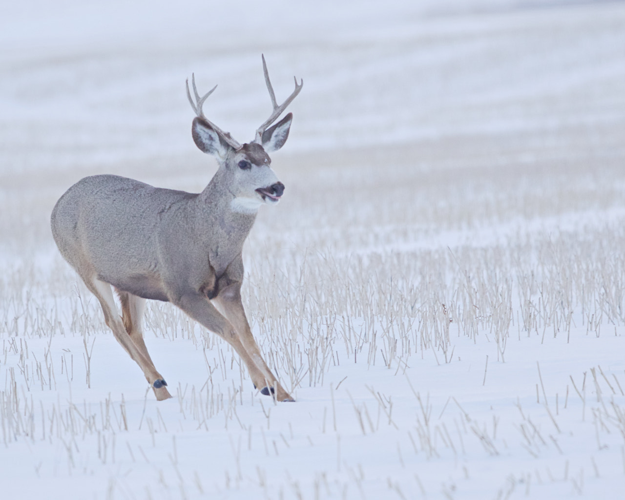 Canon EOS 7D Mark II + Canon EF 300mm F2.8L IS II USM sample photo