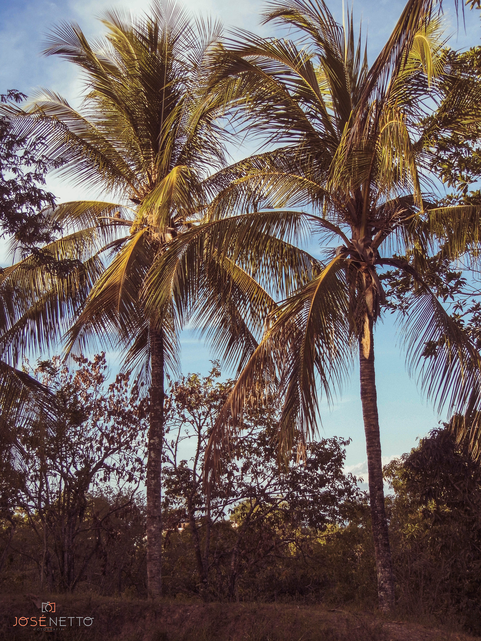 Panasonic Lumix DMC-LZ30 sample photo. Coconut trees photography