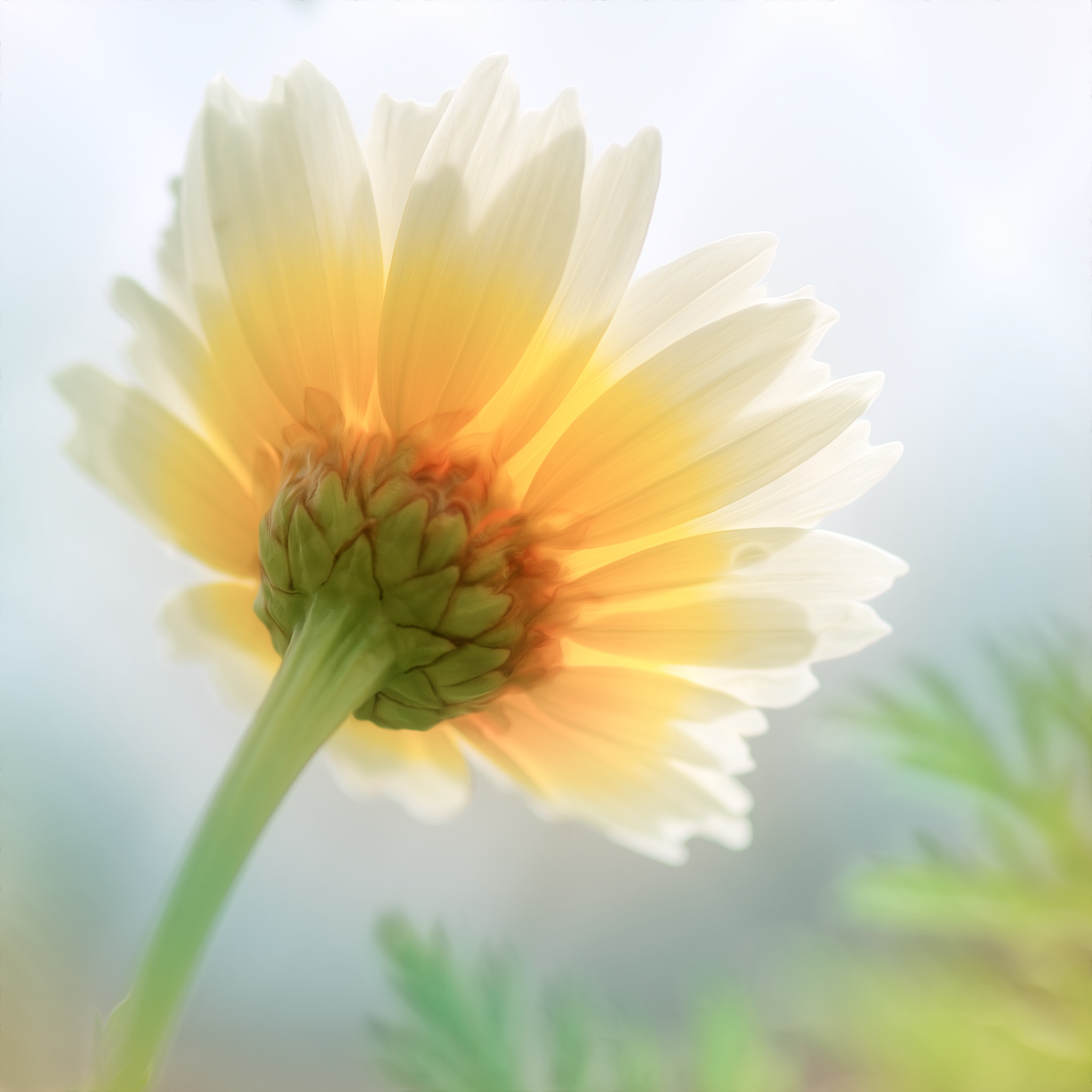 Pentax smc D-FA 100mm F2.8 Macro WR sample photo. Flower photography