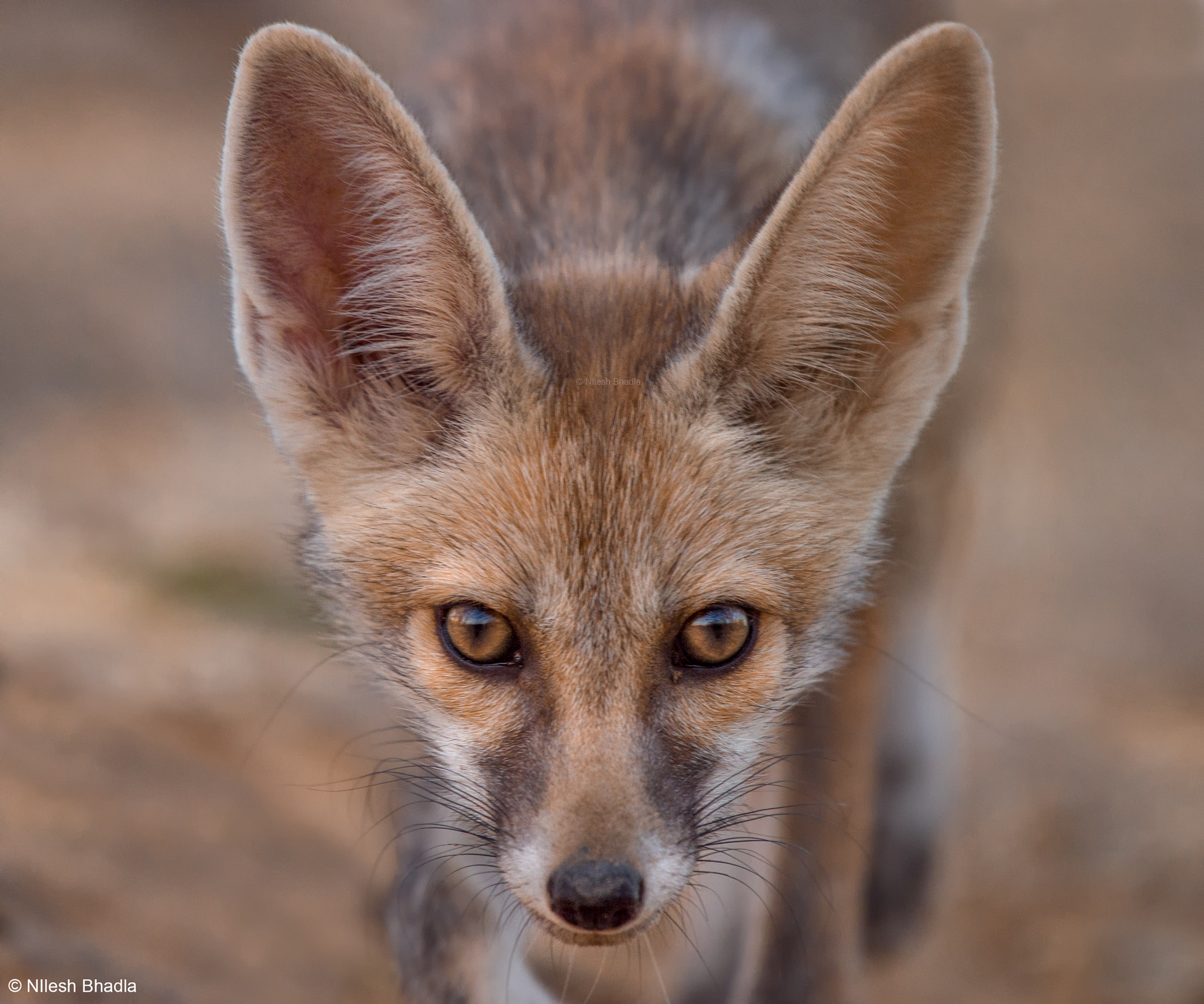 Nikon AF-S Nikkor 200-500mm F5.6E ED VR sample photo. Desert fox puppy photography